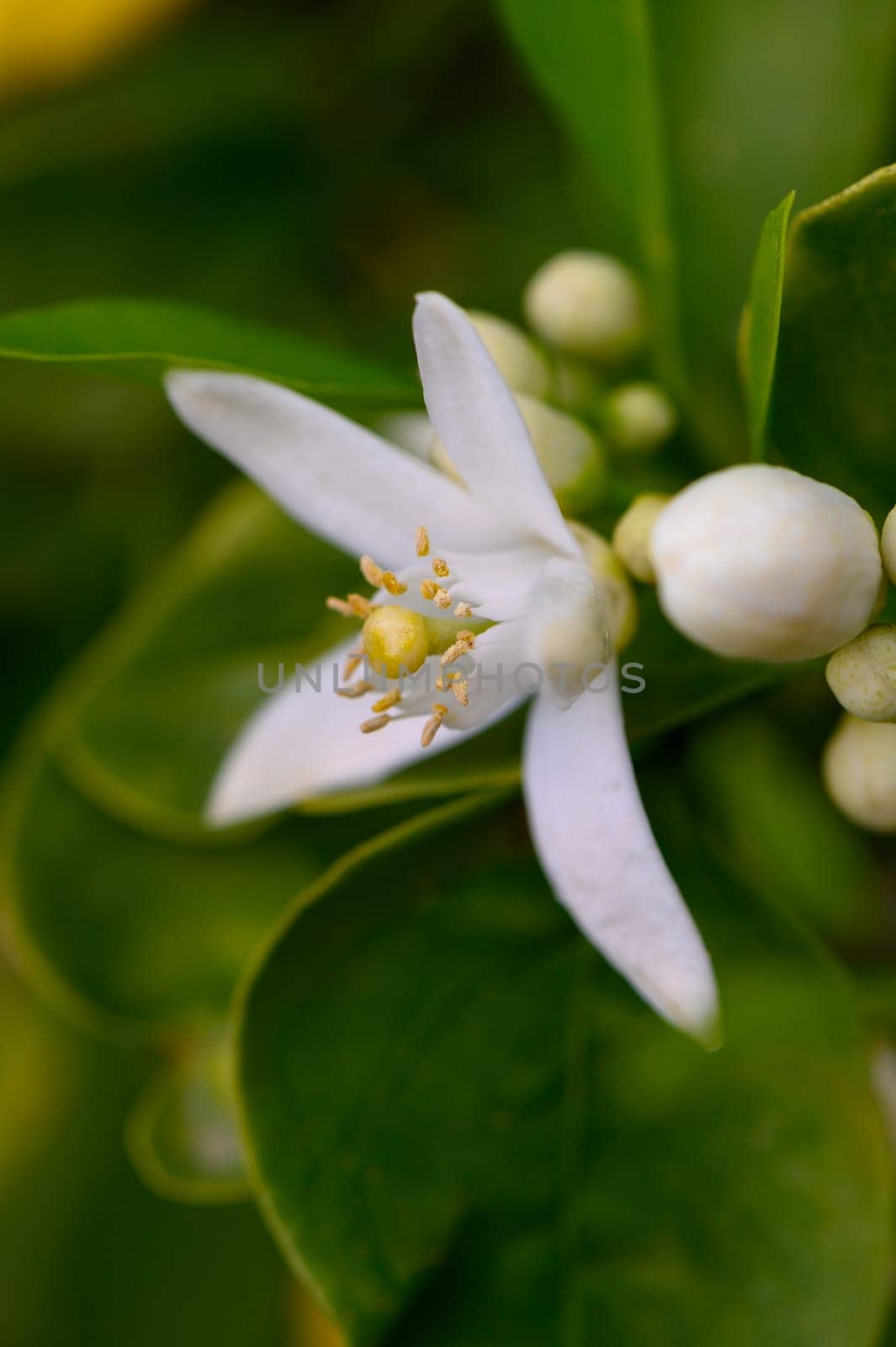 A stunning citrus blossom showcases its pure white petals against lush green foliage. This vibrant natural beauty flourishes in a peaceful garden environment during spring, exuding freshness.