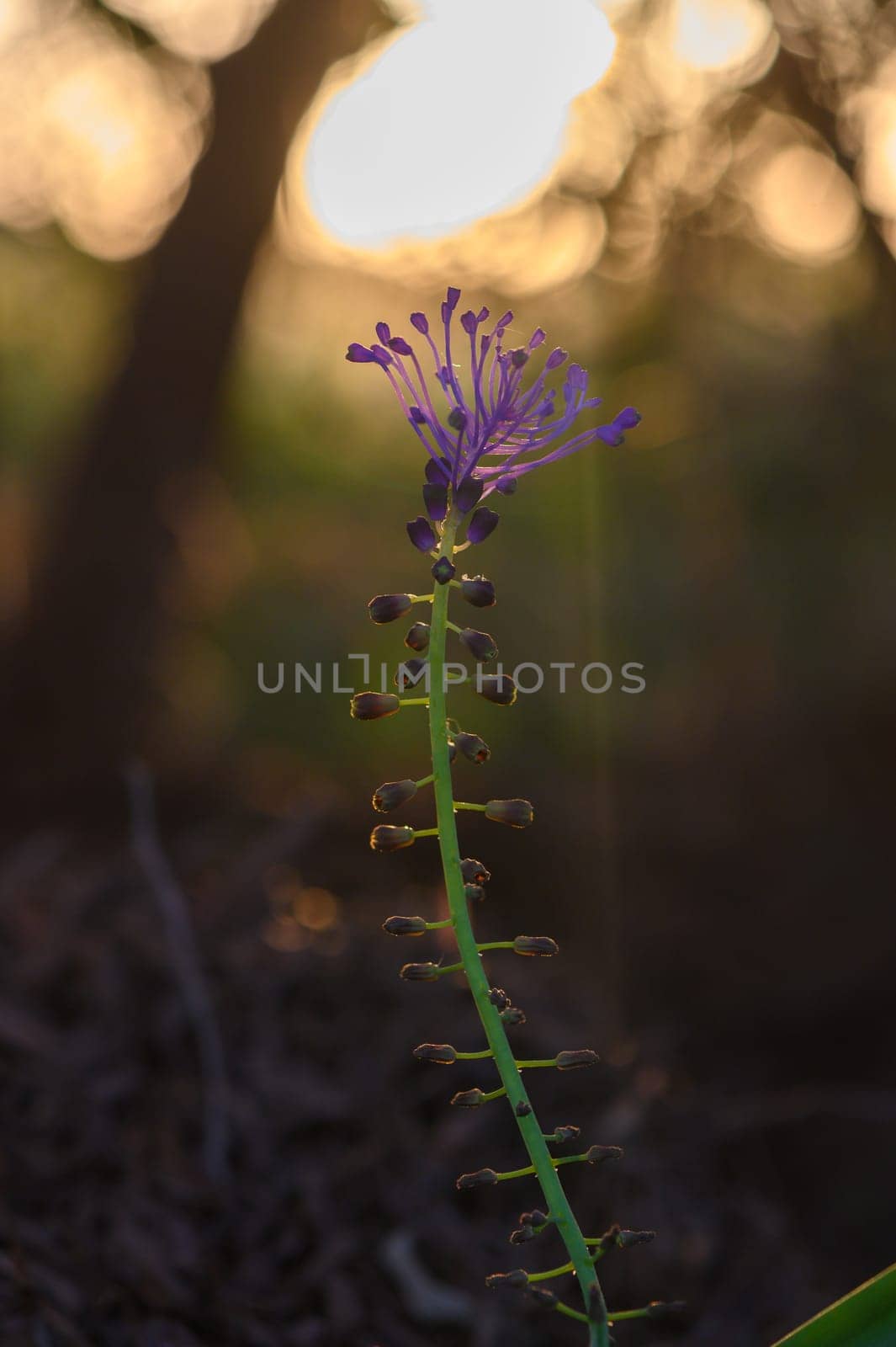A stunning purple flower reaches for the sky, illuminated by the golden light of sunset. The warm background accentuates its delicate beauty, surrounded by nature's calm.