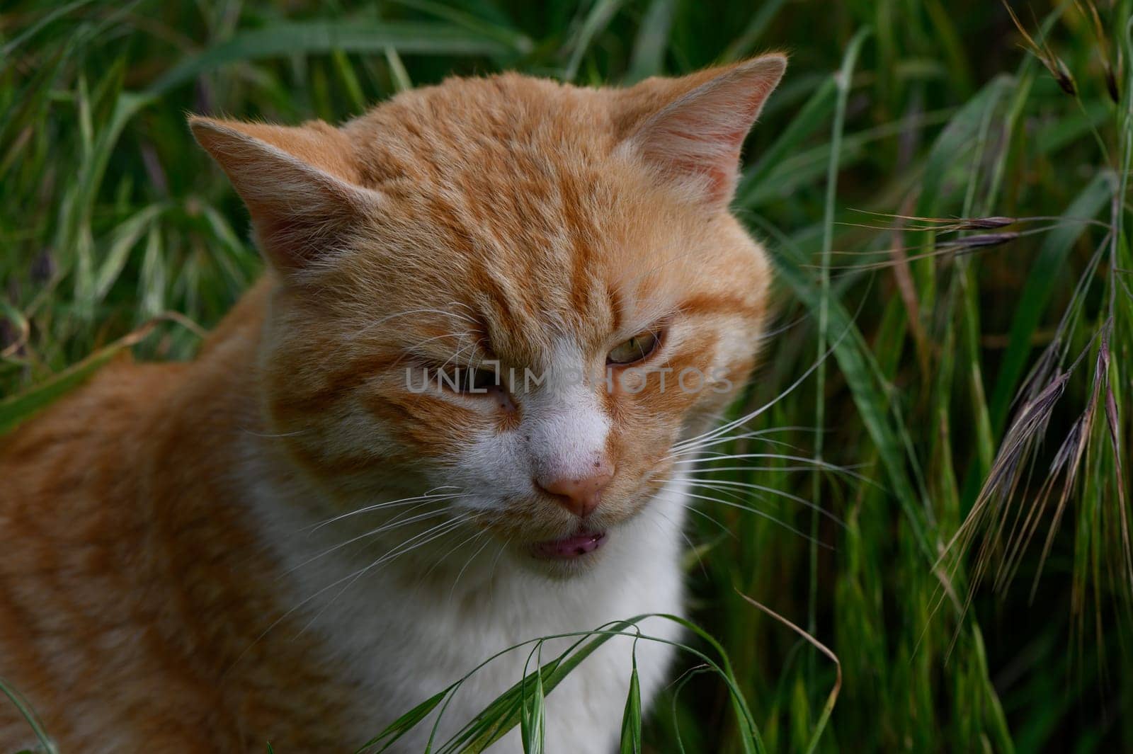 A curious orange tabby cat gazes intently amidst tall blades of grass, its fur glowing softly in the afternoon sun while it enjoys the tranquil surroundings of a peaceful garden.