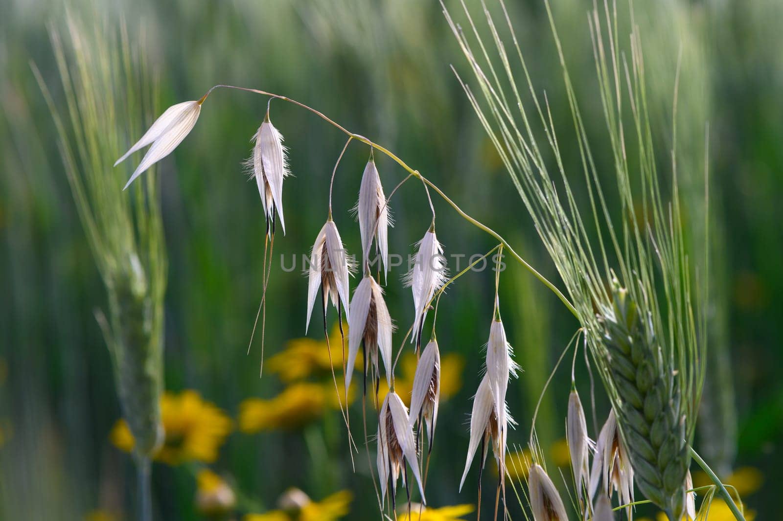 A serene landscape unfolds in a lush field where golden wheat stands tall, gently swaying in the warm breeze. Beautifully contrasting with vibrant flowers below, nature flourishes.