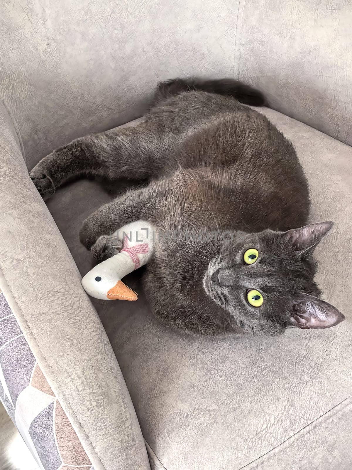 Gray cat lying comfortably on a couch, cuddling a stuffed toy duck. The bright green eyes are open and relaxed. Taken with a smartphone.