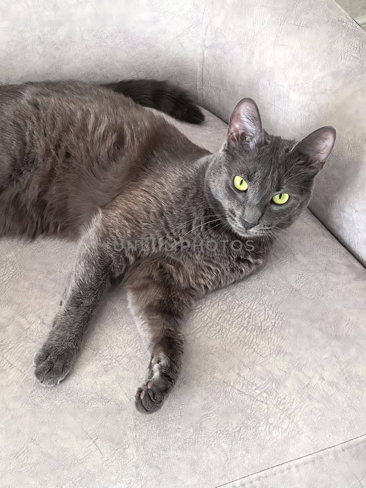 Gray cat reclines comfortably on a light-colored chair, gazing intently with bright eyes. Playful pose showcas feline curiosity and relaxation. AI genrated. Taken with smartpfone.