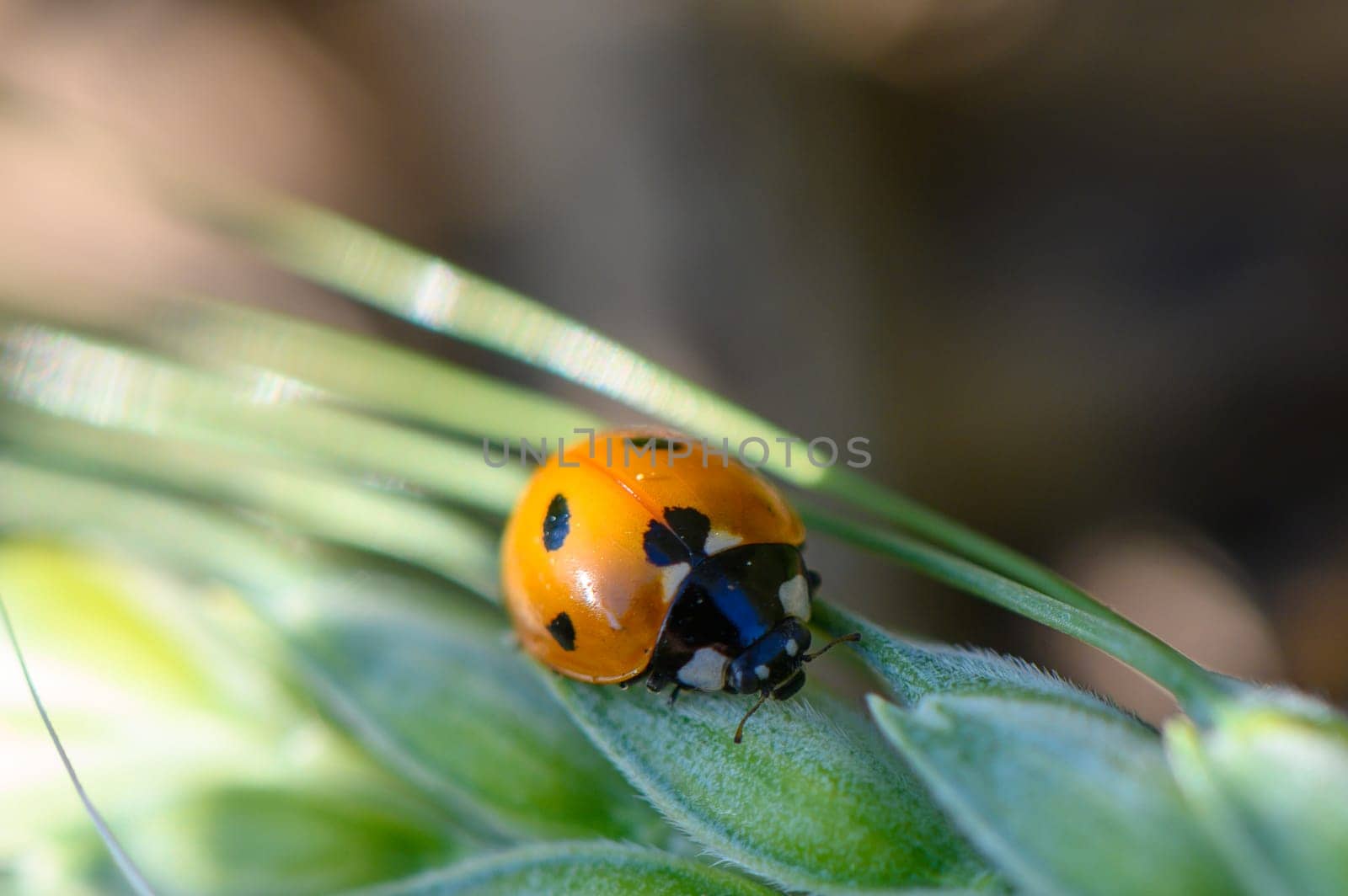 A bright orange ladybug adorned with black spots crawls delicately on slender green leaves. Sunlight filters through, highlighting the enchanting beauty of nature.