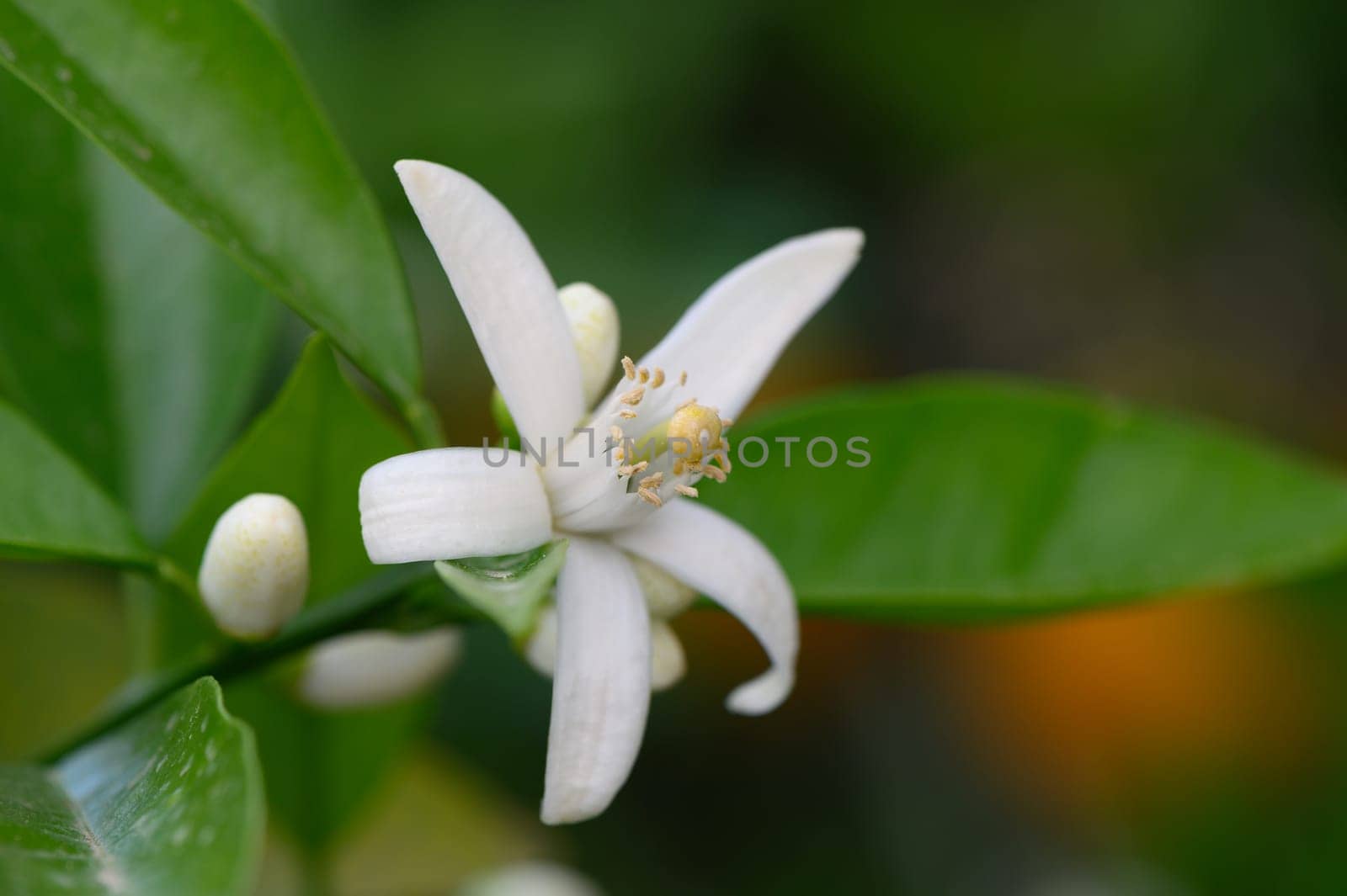 In a serene garden, a delicate white citrus flower emerges from its emerald leaves. Tiny buds hint at future growth in the gentle morning sunshine, showcasing nature's beauty.