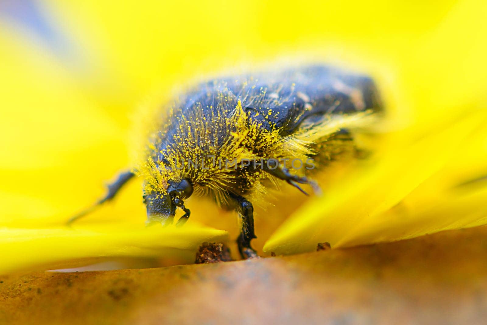 A lively insect with a fuzzy appearance crawls on a striking yellow flower amidst a lush garden, illuminated by warm sunlight in springtime.