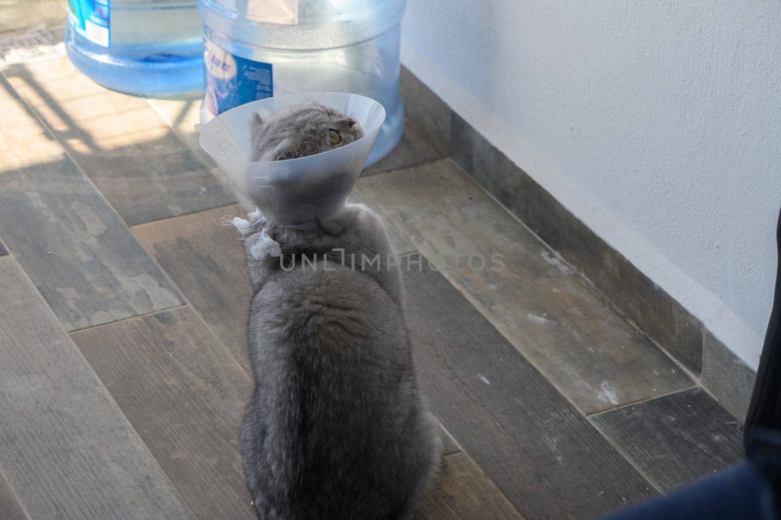 A curious cat wearing an e-collar investigates a sunlit area next to a large water dispenser, embodying a mix of playfulness and uncertainty.