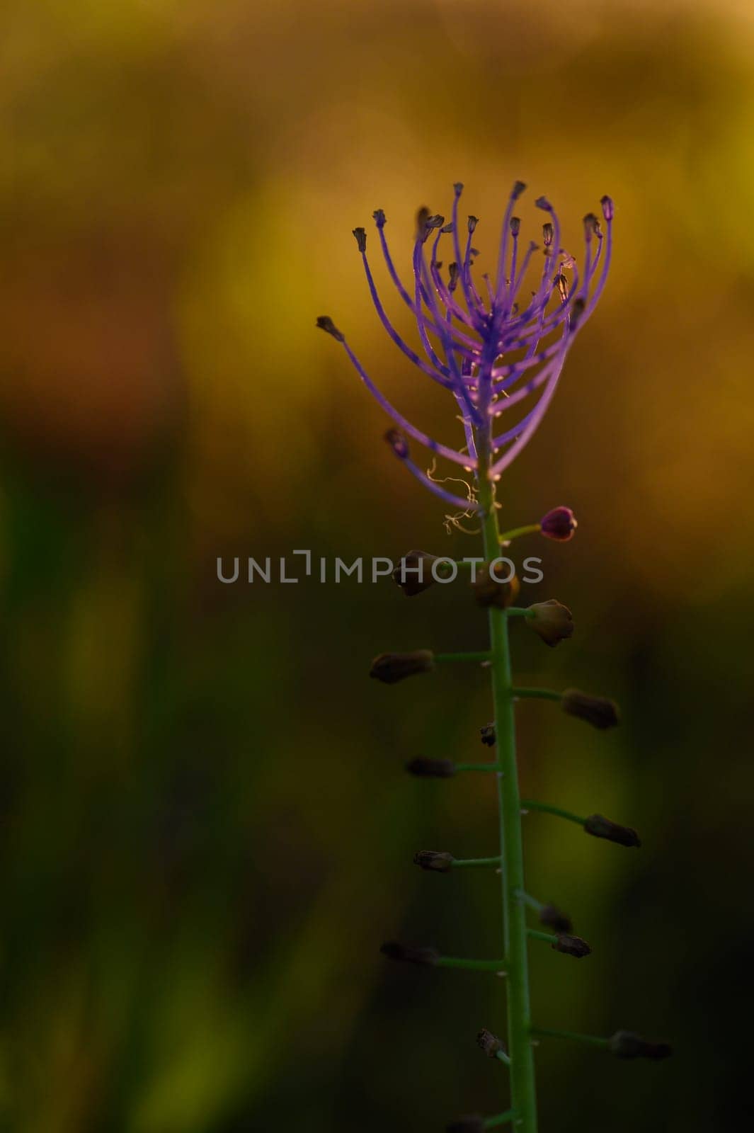 A slender stem supports a vibrant purple flower, capturing the beauty of nature at twilight. The softly blurred background highlights the intricate details of this exquisite bloom.