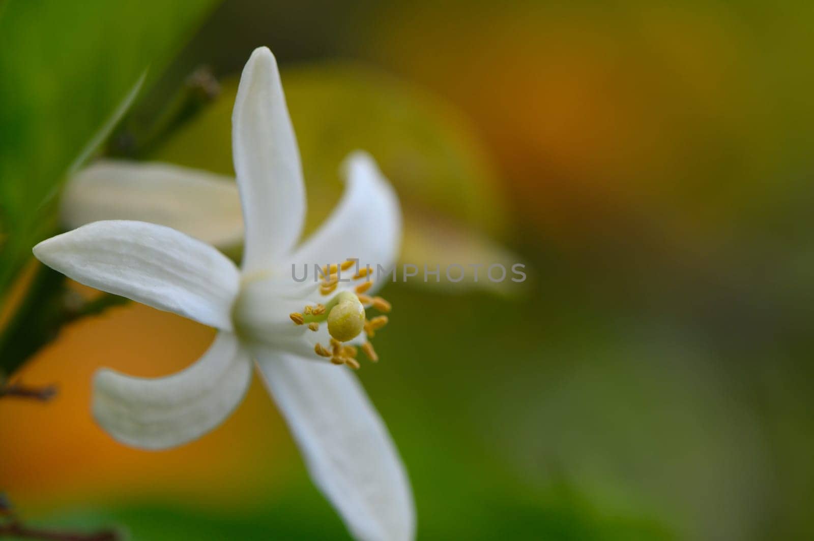 A pristine white flower opens its petals to the warmth of the sun, surrounded by lush green leaves and a blur of colors in the background, celebrating the beauty of nature in springtime.