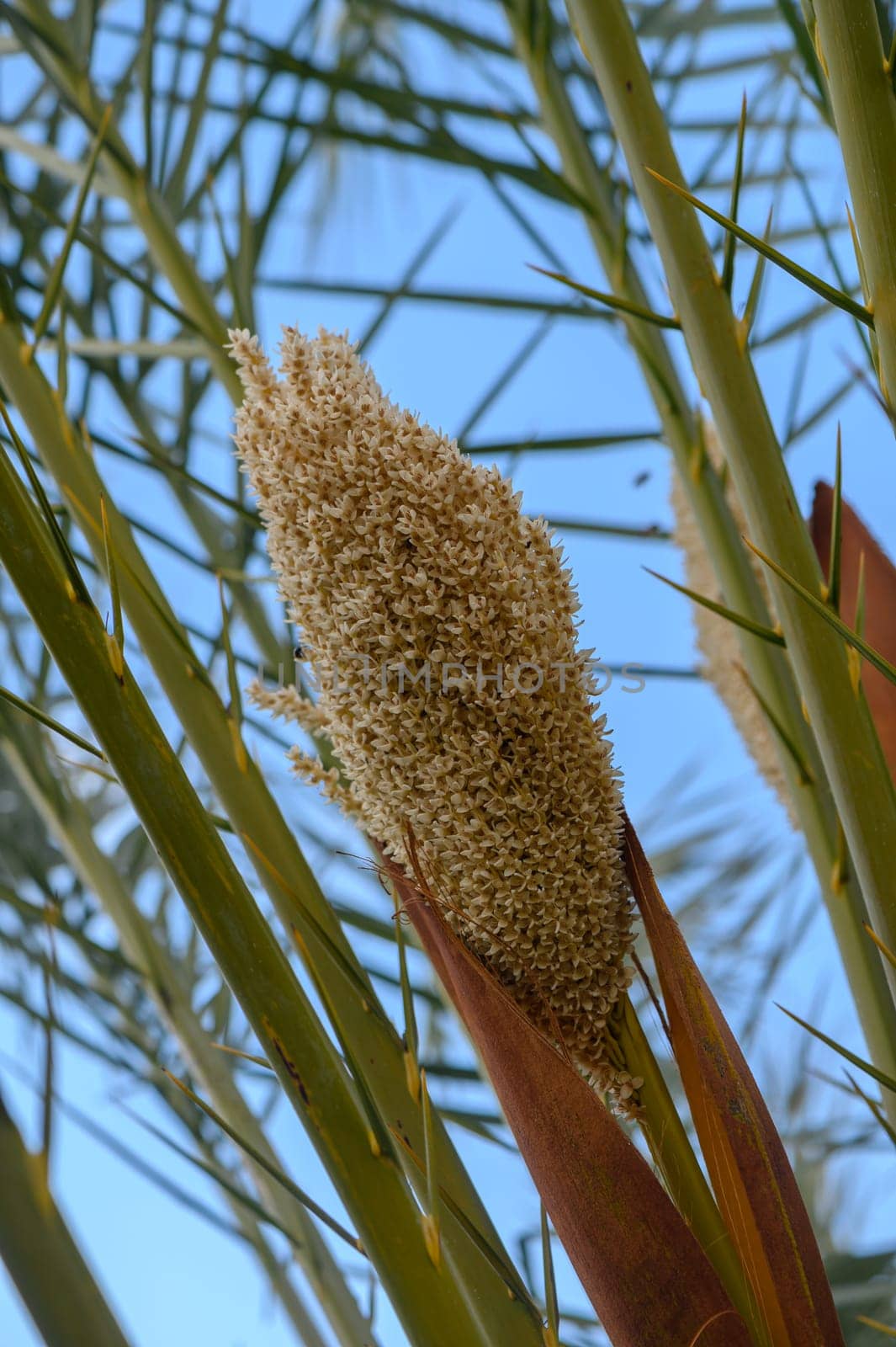 Delicate golden blooms rise from tall, slender green stalks in a tranquil setting, dancing lightly in the gentle afternoon breeze, set against a clear blue sky filled with soft clouds.