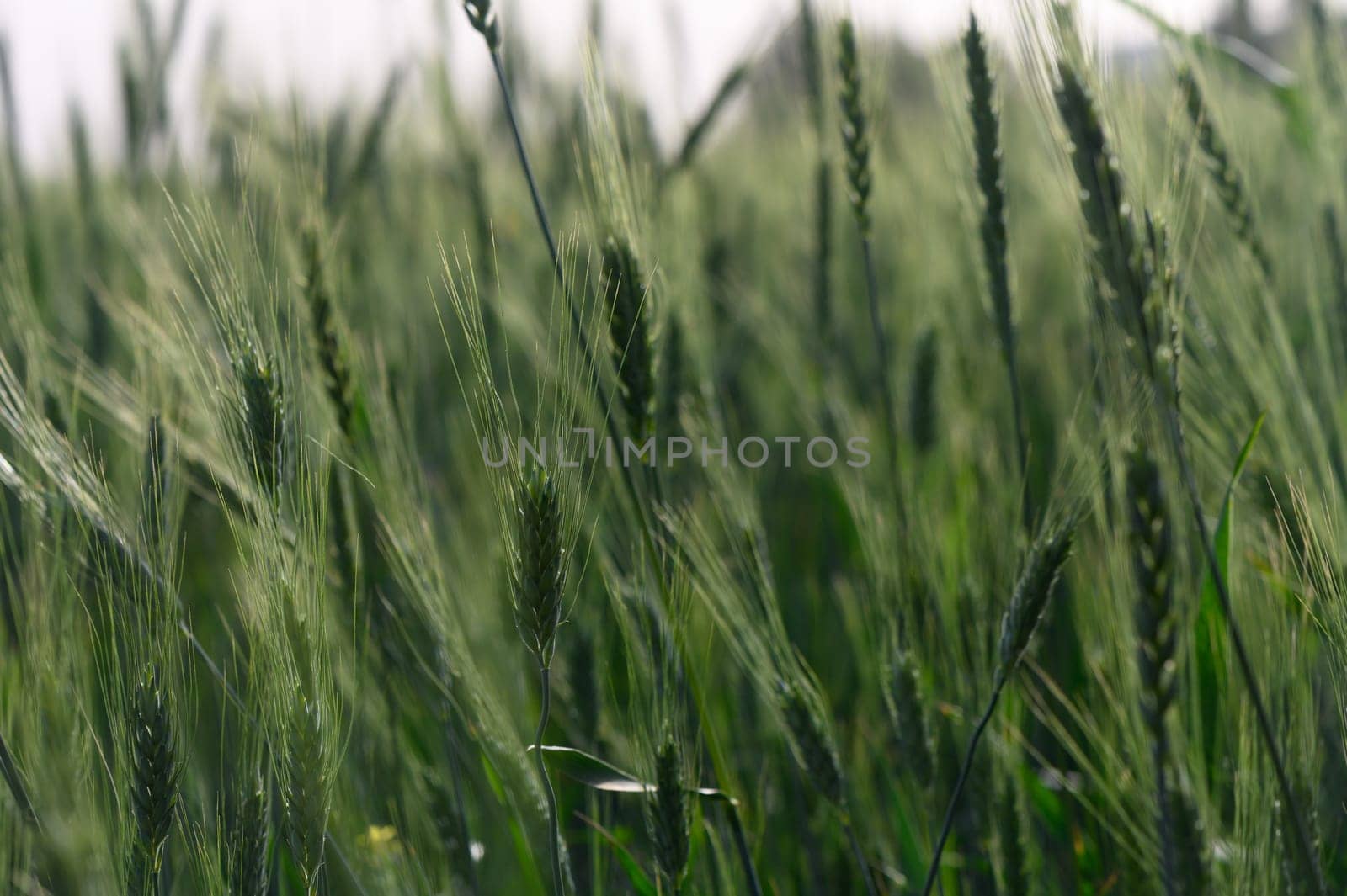 Lush green wheat sways gracefully in the breeze, bathed in warm sunlight during the tranquil afternoon. Nature's beauty thrives in this peaceful agricultural landscape.