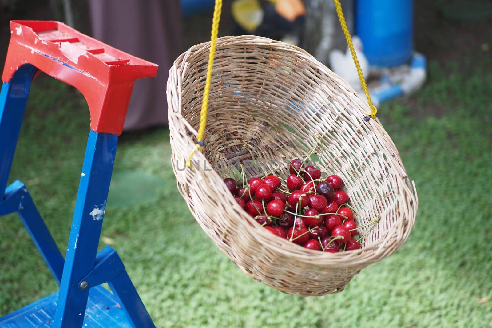 A woven basket filled with fresh cherries hangs from a ladder outside.