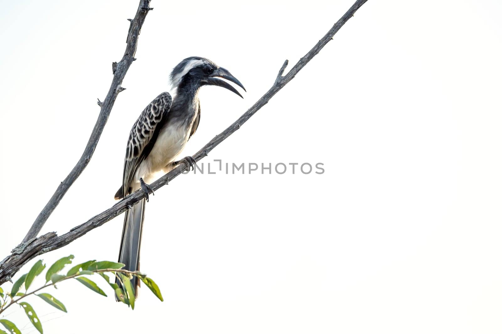 African Grey Hornbill standing on a branch isolated in white background on the ground in Greater Kruger National park, South Africa ; Specie Tockus nasutus family of Bucerotidae 