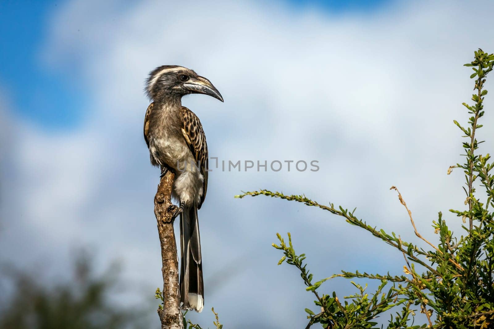 African Grey Hornbill standing on a branch isolated in blue sky  on the ground in Greater Kruger National park, South Africa ; Specie Tockus nasutus family of Bucerotidae 