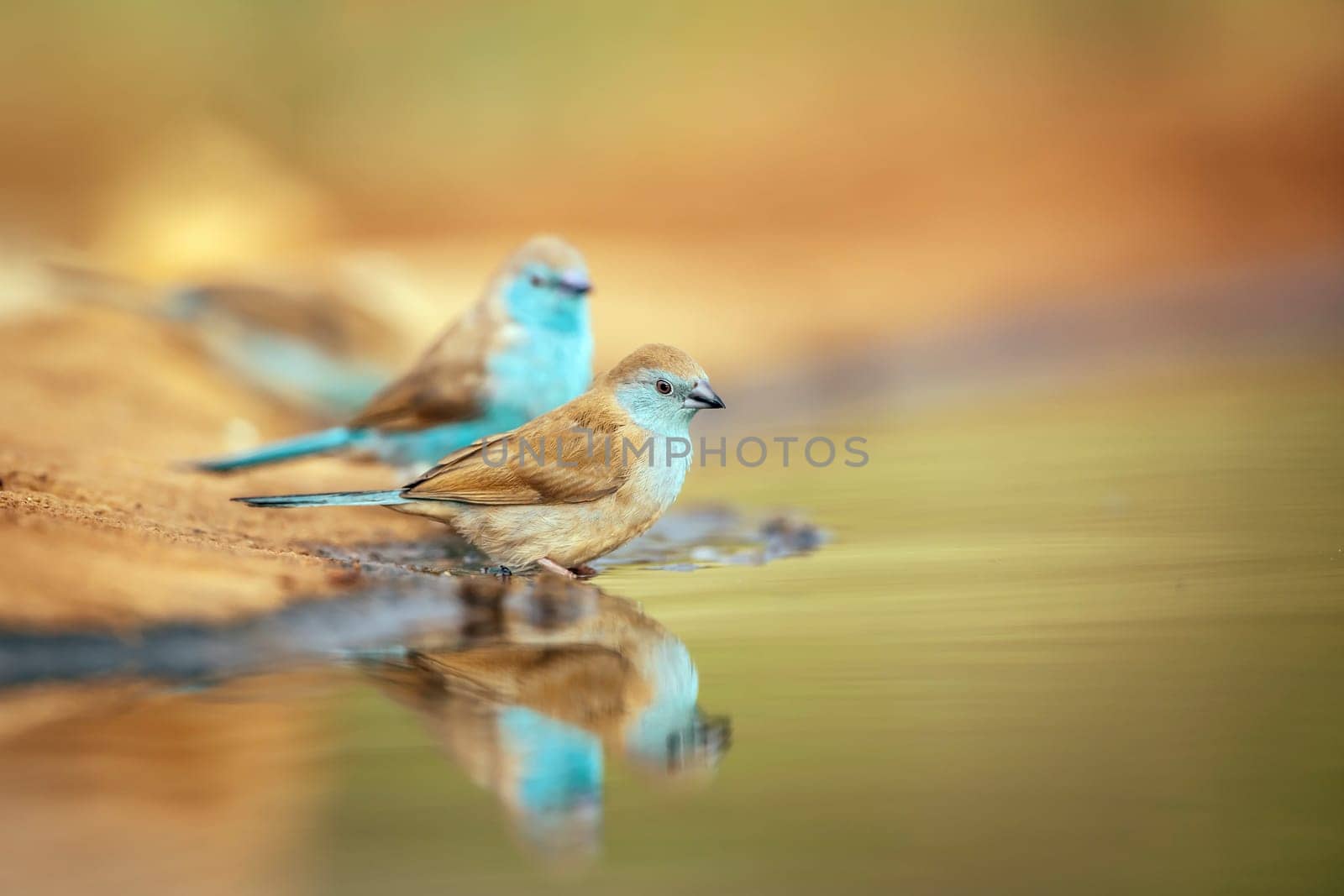 Blue-breasted Cordonbleu couple standing along waterhole in Greater Kruger National park, South Africa ; Specie Uraeginthus angolensis family of Estrildidae