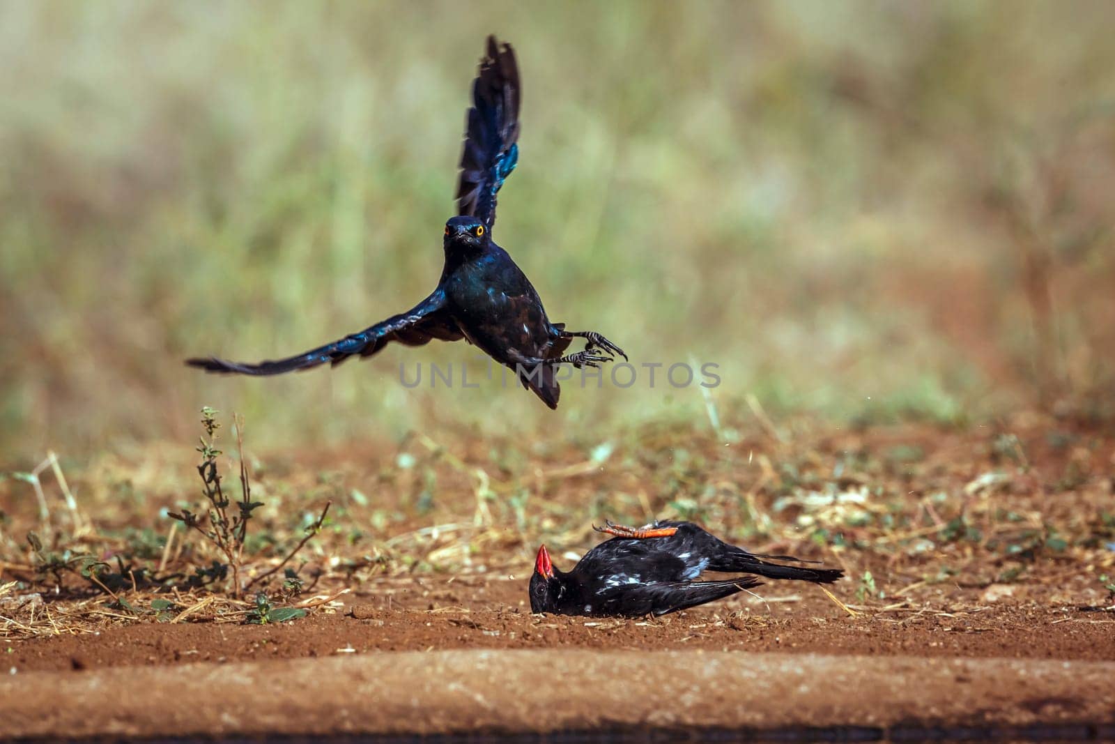 Cape Glossy Starling fighting with Red billed Buffalo Weaver in Greater Kruger National park, South Africa ; Specie Lamprotornis nitens family of Sturnidae