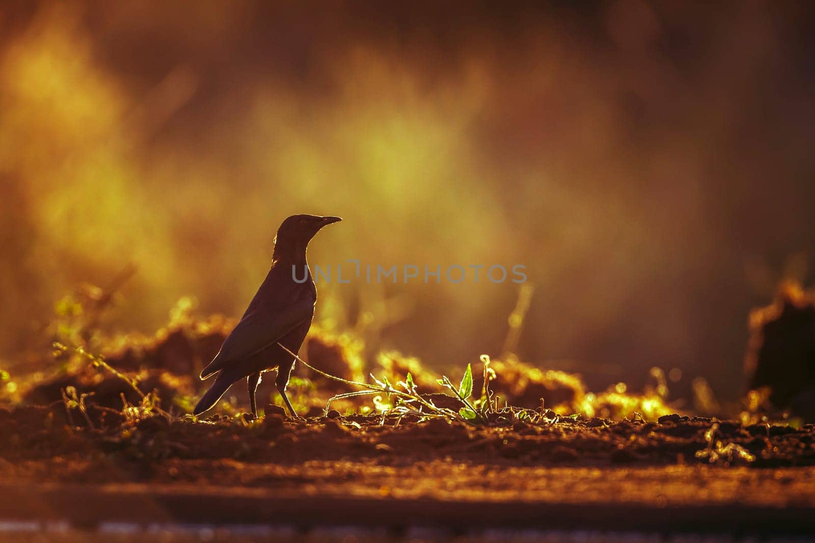 Cape Glossy Starling standing backlit on the ground at dawn in Greater Kruger National park, South Africa ; Specie Lamprotornis nitens family of Sturnidae