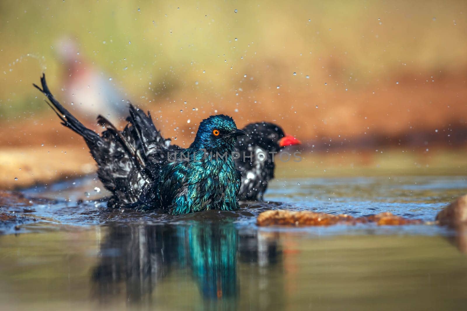 Cape Glossy Starling bathing in waterhole with other birds in Greater Kruger National park, South Africa ; Specie Lamprotornis nitens family of Sturnidae
