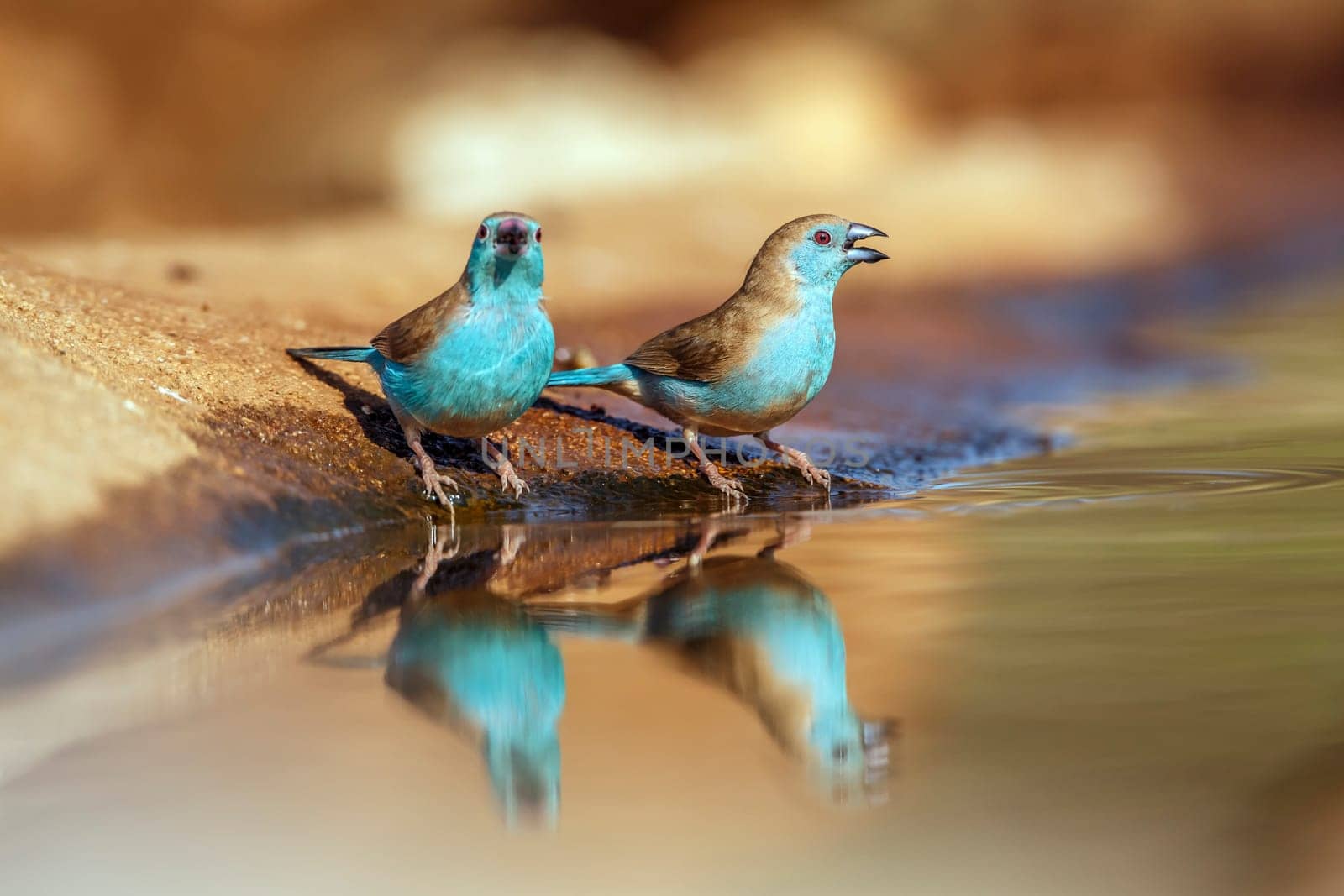 Two Blue-breasted Cordonbleu standing along waterhole with reflection in Greater Kruger National park, South Africa ; Specie Uraeginthus angolensis family of Estrildidae