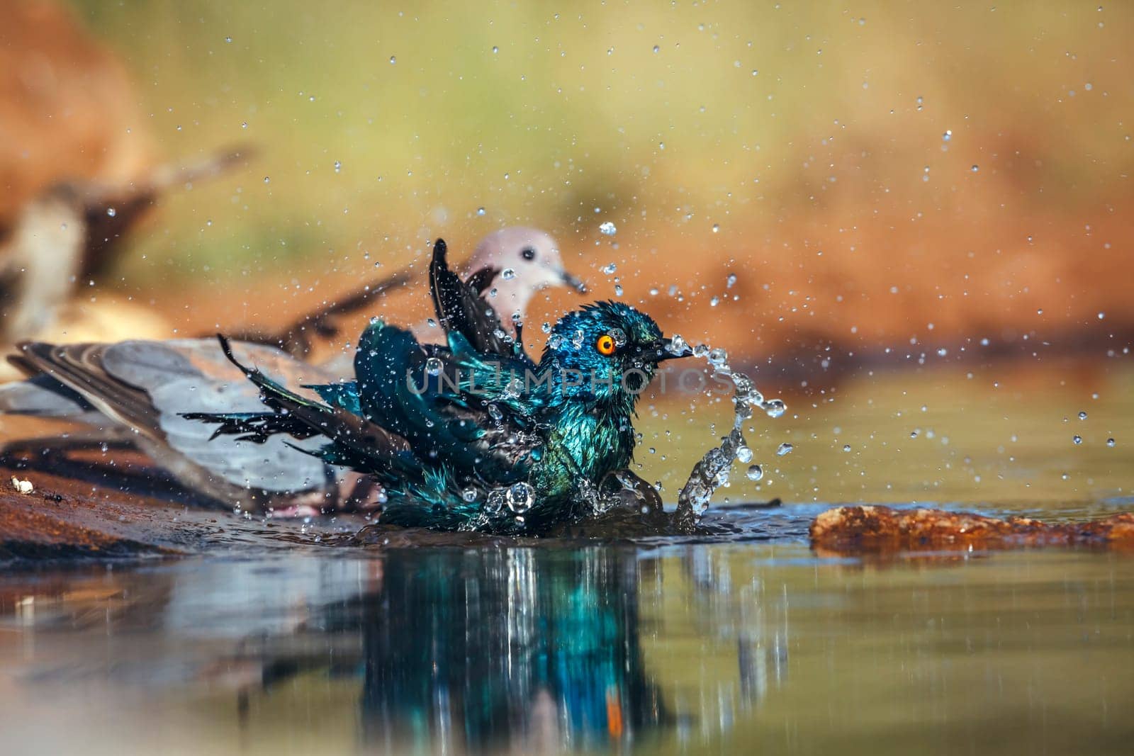 Cape Glossy Starling bathing in waterhole with other birds in Greater Kruger National park, South Africa ; Specie Lamprotornis nitens family of Sturnidae