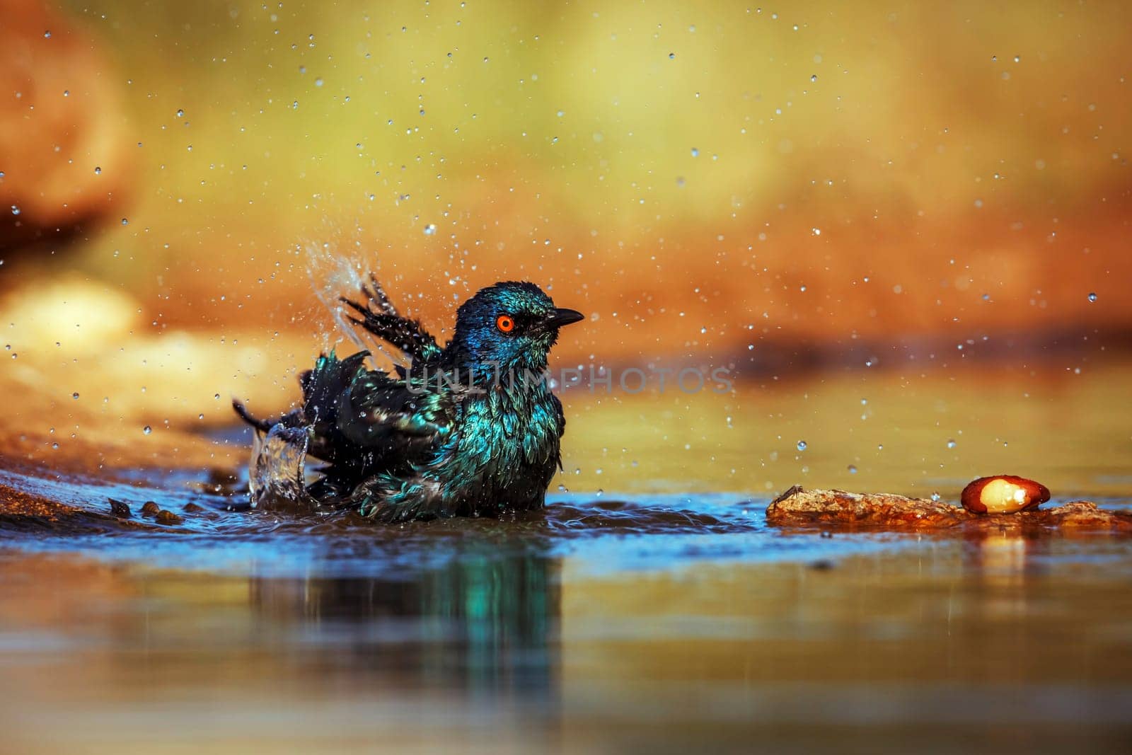 Cape Glossy Starling bathing and grooming in waterhole in Greater Kruger National park, South Africa ; Specie Lamprotornis nitens family of Sturnidae