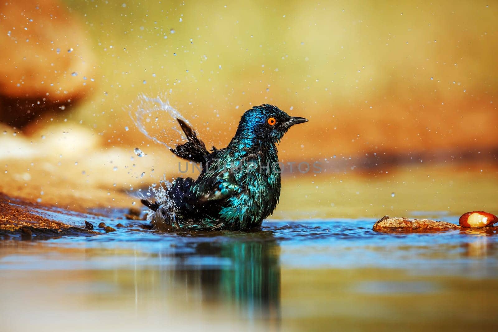 Cape Glossy Starling bathing and grooming in waterhole in Greater Kruger National park, South Africa ; Specie Lamprotornis nitens family of Sturnidae