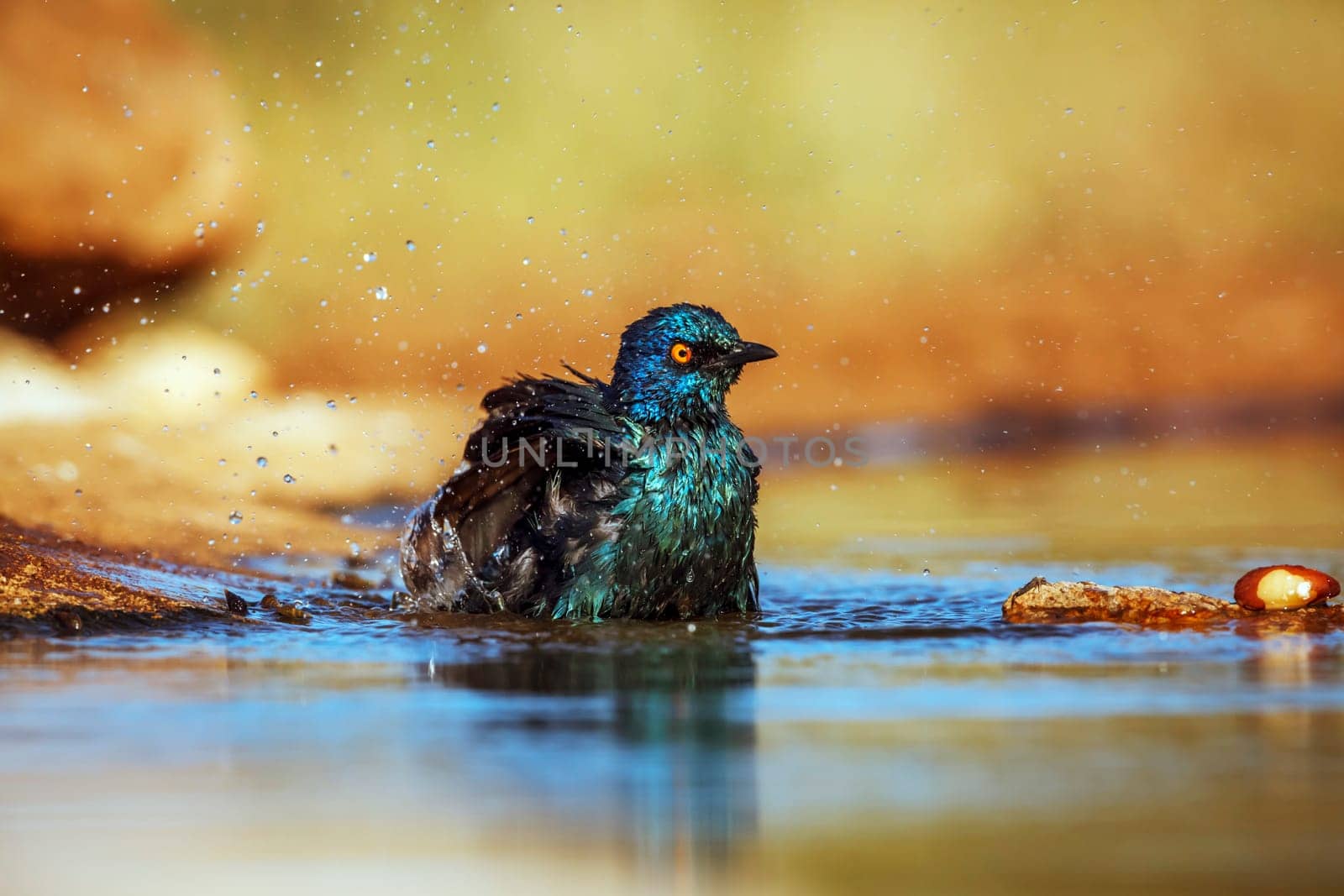 Cape Glossy Starling bathing and grooming in waterhole in Greater Kruger National park, South Africa ; Specie Lamprotornis nitens family of Sturnidae