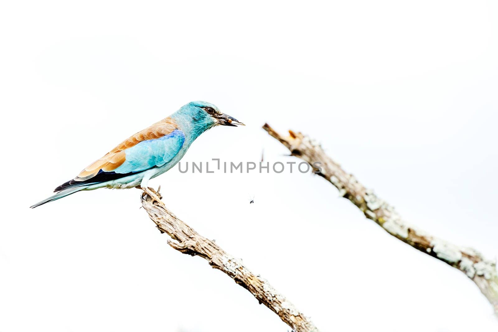 European Roller eating a bug isolated in white background in Greater Kruger National park, South Africa ; Specie Coracias garrulus family of Coraciidae
