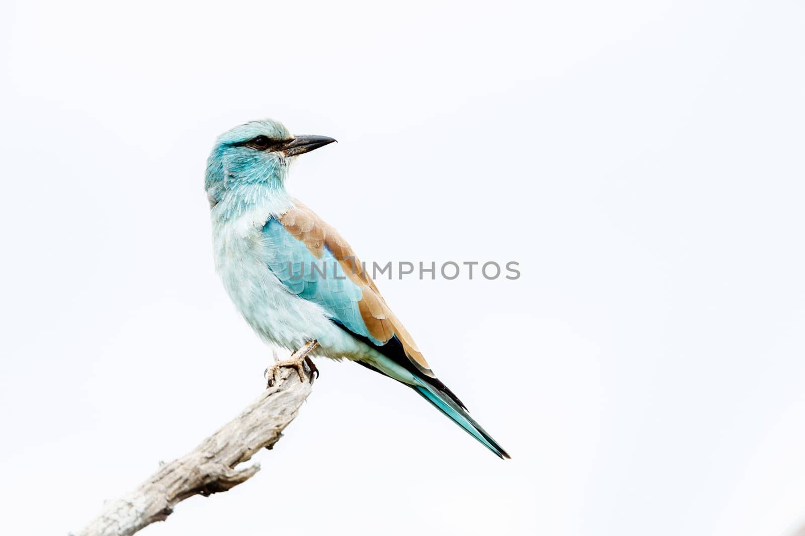 European Roller standing on a branch isolated in white background in Greater Kruger National park, South Africa ; Specie Coracias garrulus family of Coraciidae