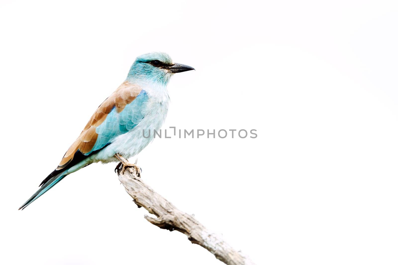 European Roller standing on a branch isolated in white background in Greater Kruger National park, South Africa ; Specie Coracias garrulus family of Coraciidae