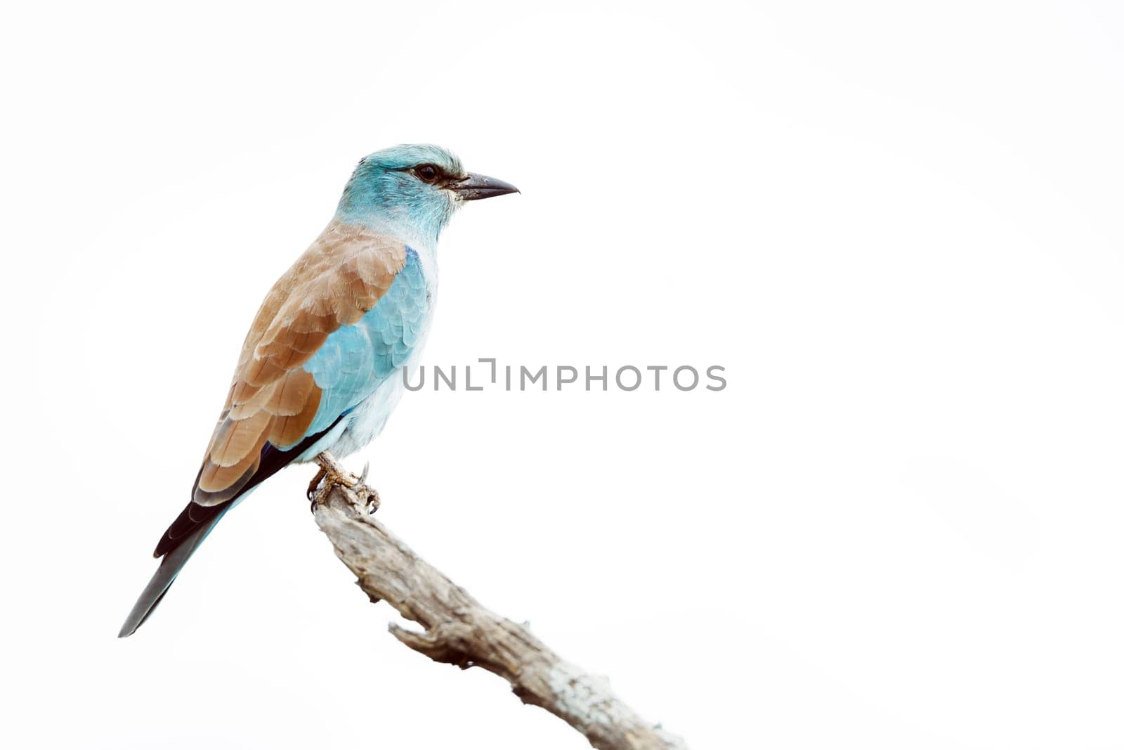 European Roller standing on a branch isolated in white background in Greater Kruger National park, South Africa ; Specie Coracias garrulus family of Coraciidae