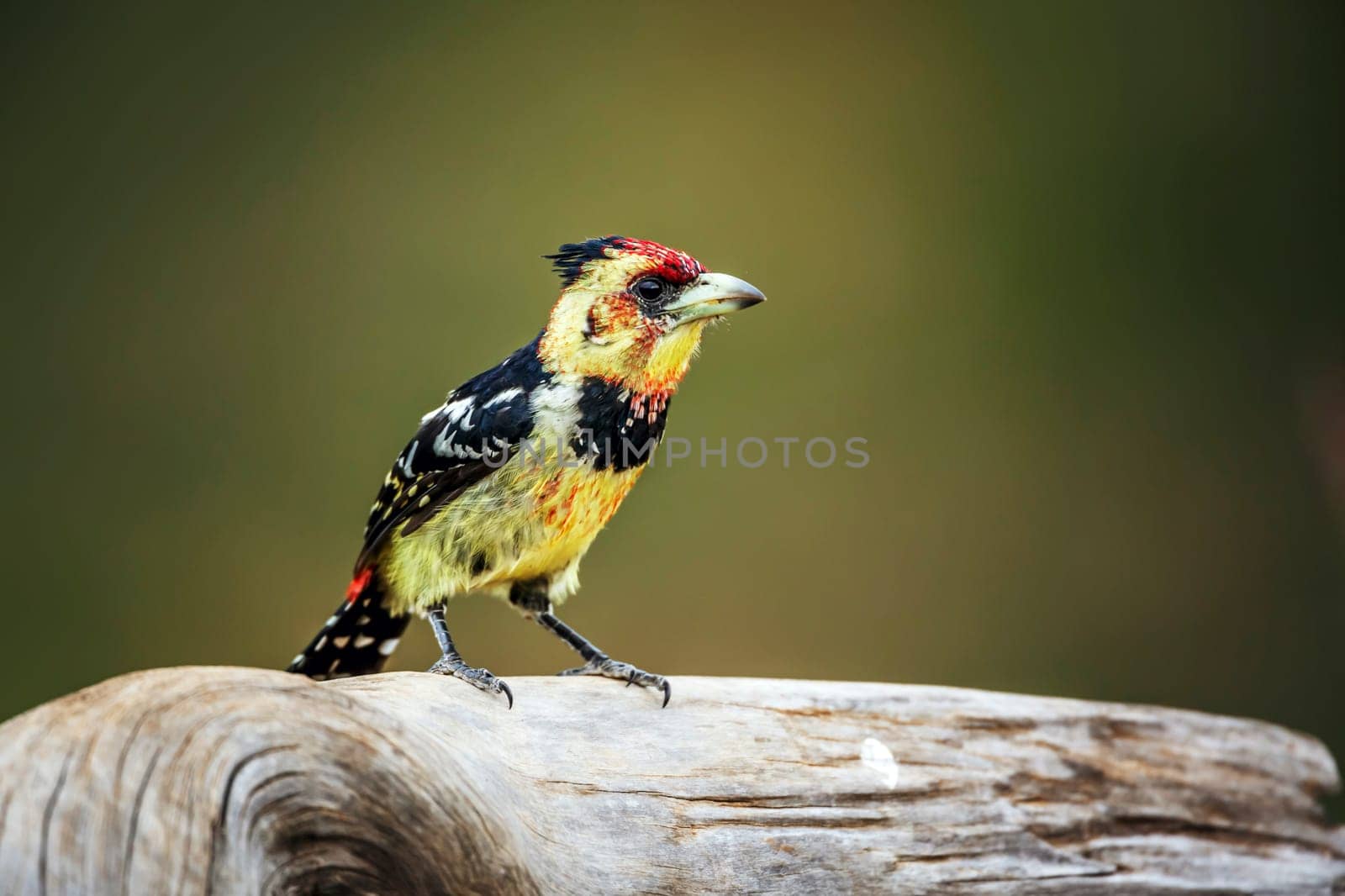 Crested Barbet standing on a log isolated in natural background in Greater Kruger National park, South Africa ; Specie Trachyphonus vaillantii family of Ramphastidae