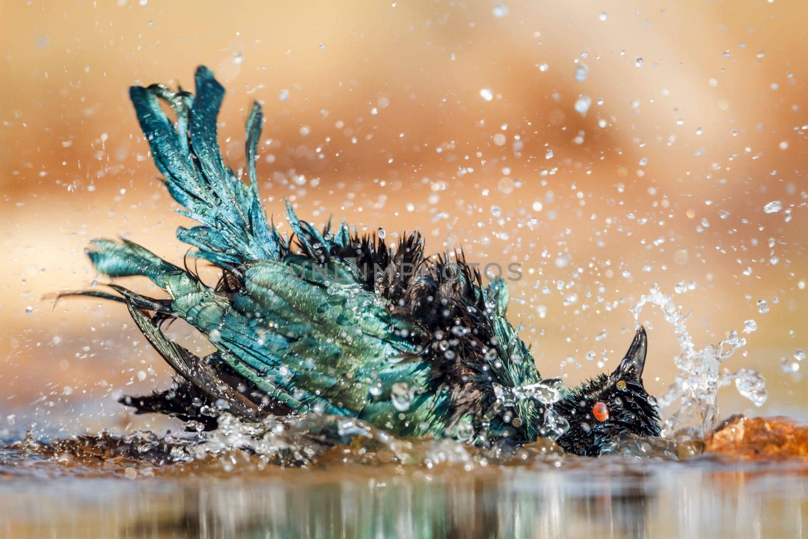 Cape Glossy Starling bathing and shaking in waterhole in Greater Kruger National park, South Africa ; Specie Lamprotornis nitens family of Sturnidae