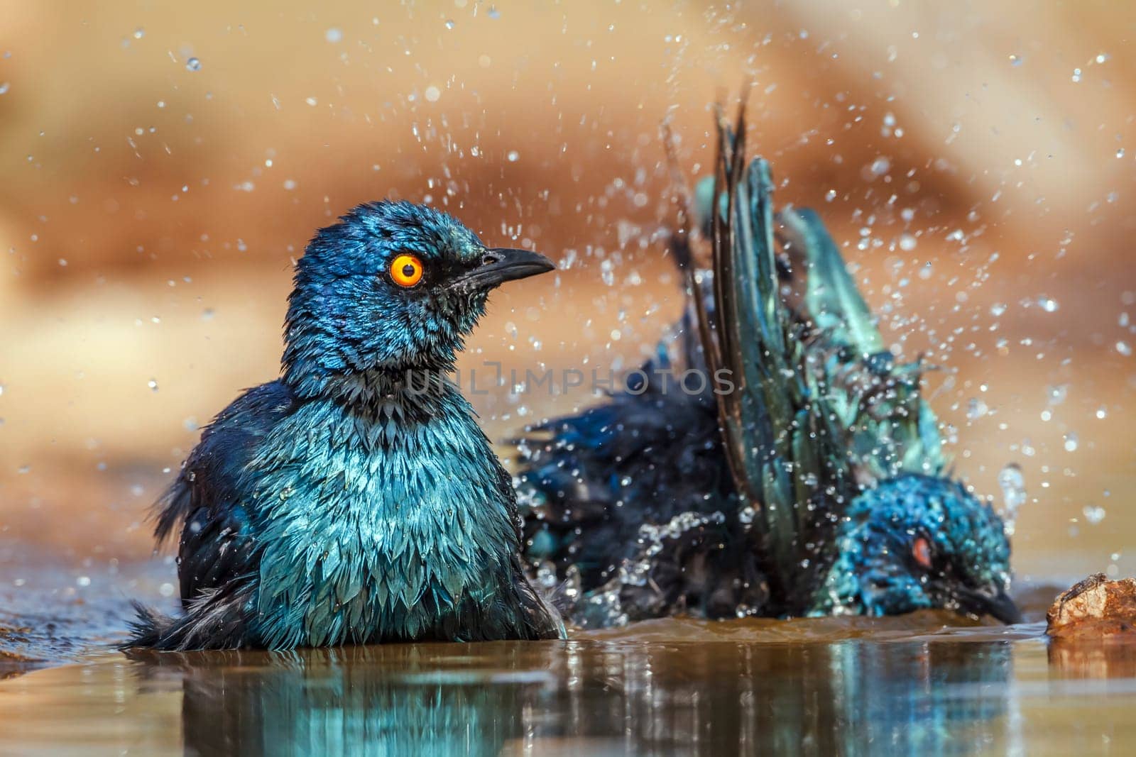 Two Cape Glossy Starling bathing and shaking in waterhole in Greater Kruger National park, South Africa ; Specie Lamprotornis nitens family of Sturnidae