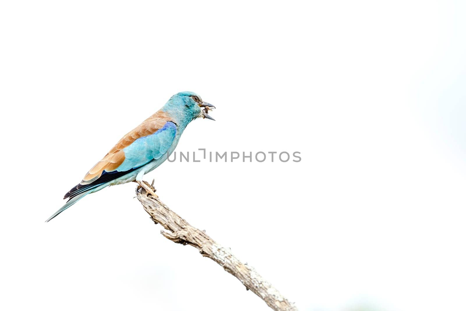 European Roller eating a bug isolated in white background in Greater Kruger National park, South Africa ; Specie Coracias garrulus family of Coraciidae
