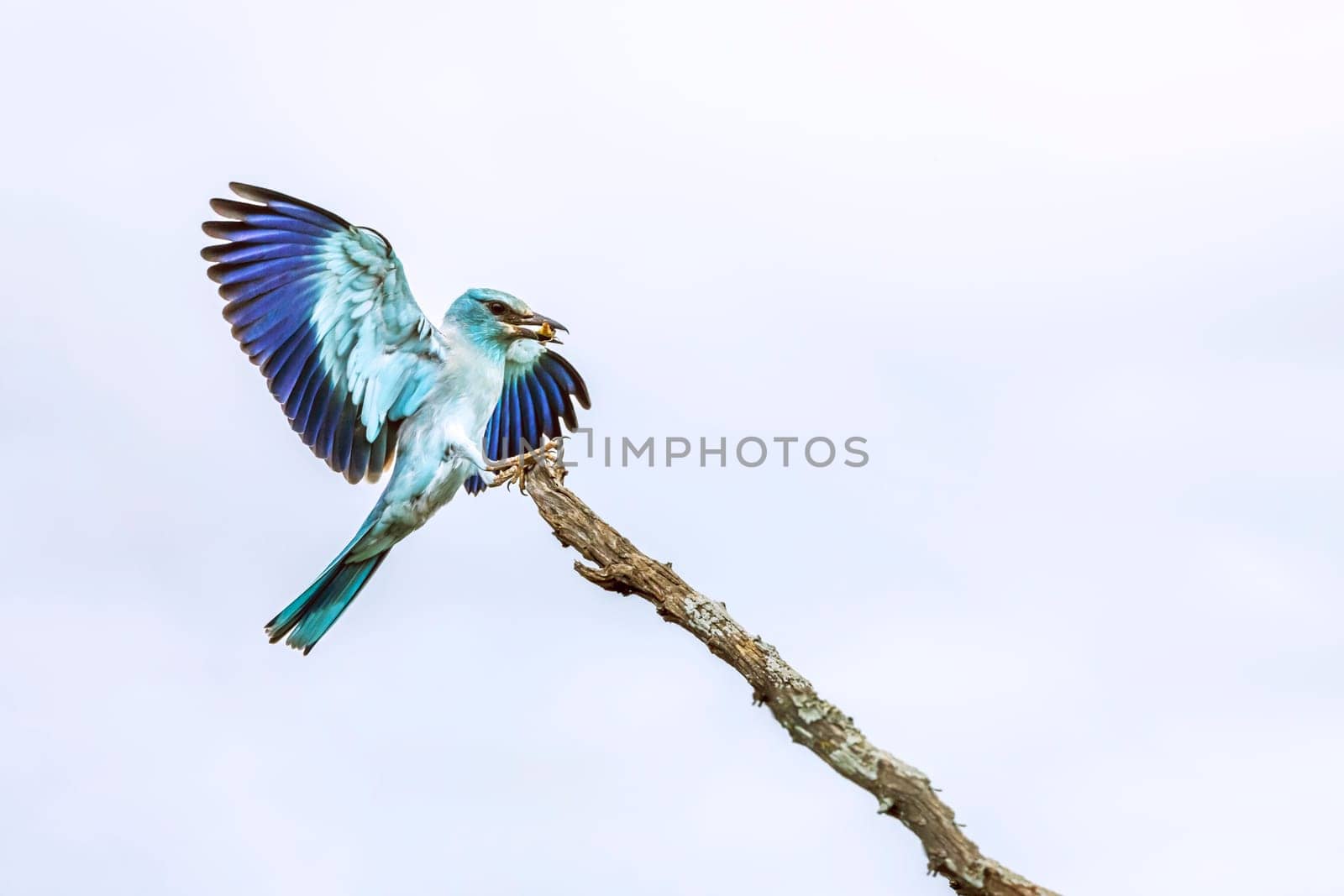 European Roller landing on a branch with insect in beak in Greater Kruger National park, South Africa ; Specie Coracias garrulus family of Coraciidae