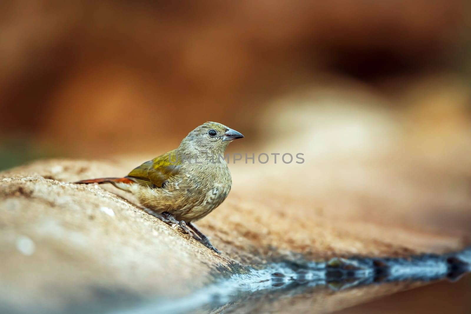 Green winged Pytilia juvenile standing along waterhole  in Greater Kruger National park, South Africa ; Specie Pytilia melba family of Estrildidae