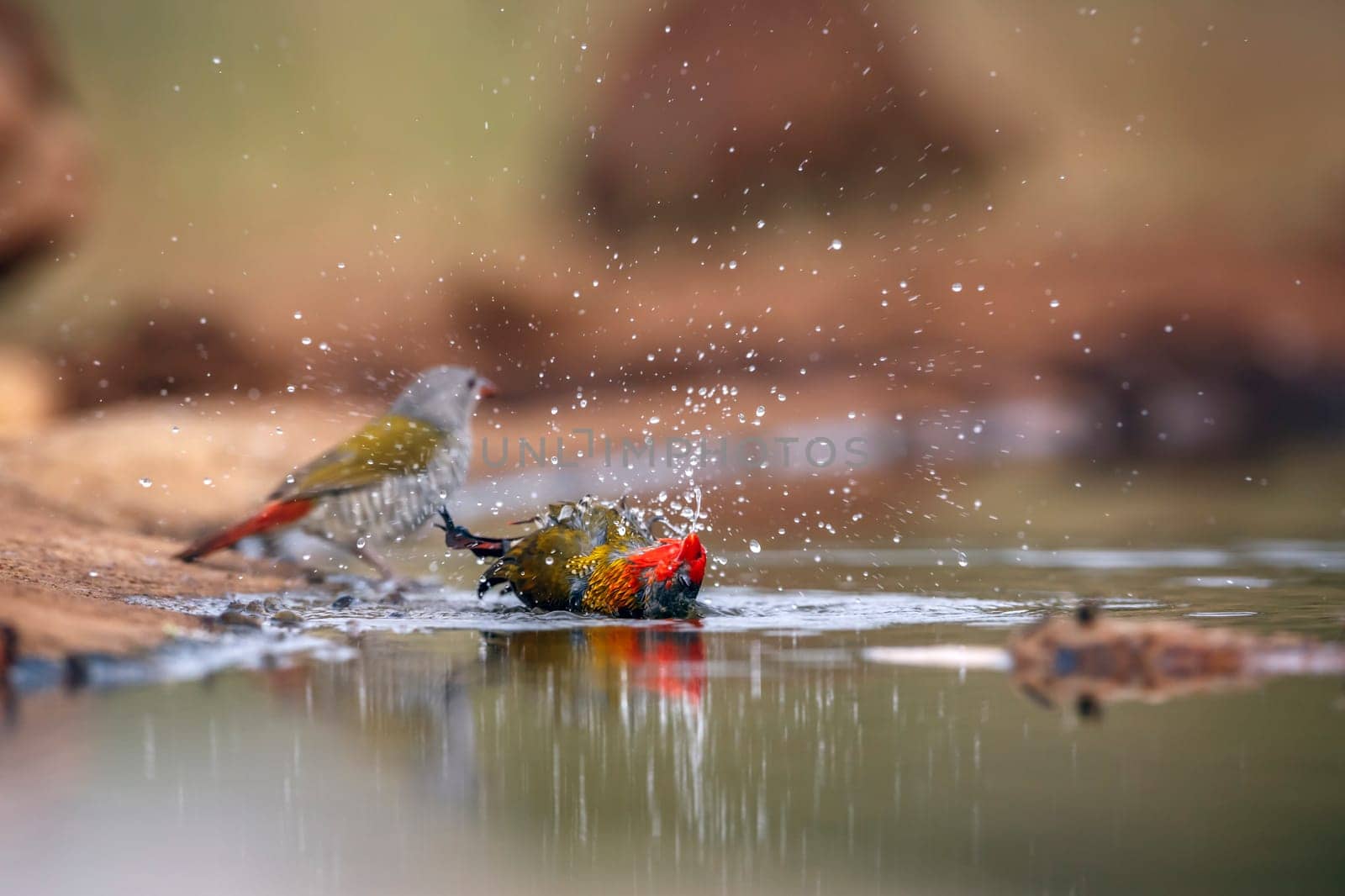 Green winged Pytilla couple bathing in waterhole in Greater Kruger National park, South Africa ; Specie Pytilia melba family of Estrildidae