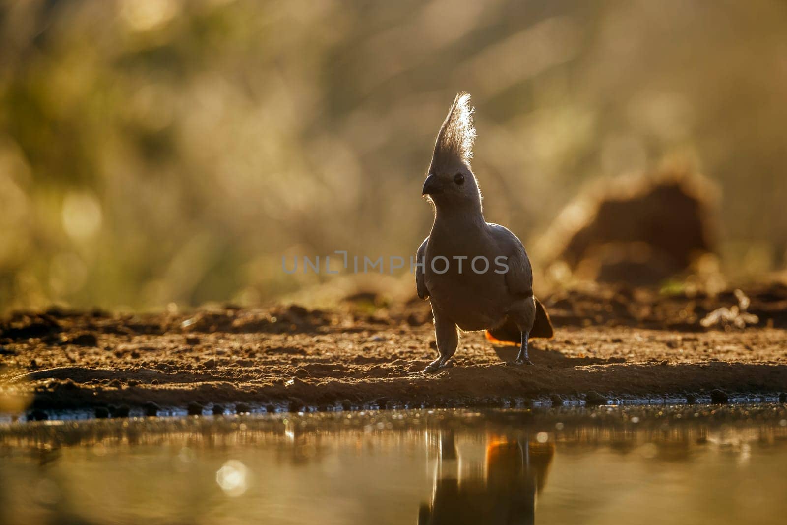 Grey go away bird standing backlit front view along waterhole in Kruger National park, South Africa ; Specie Corythaixoides concolor family of Musophagidae 