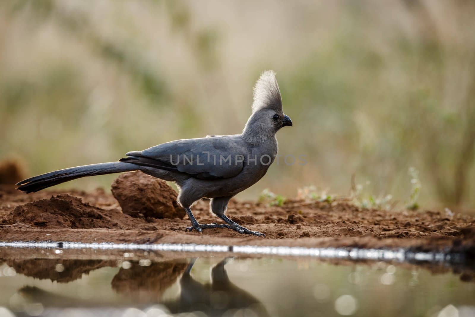 Grey go away bird standing backlit along waterhole in Kruger National park, South Africa ; Specie Corythaixoides concolor family of Musophagidae 