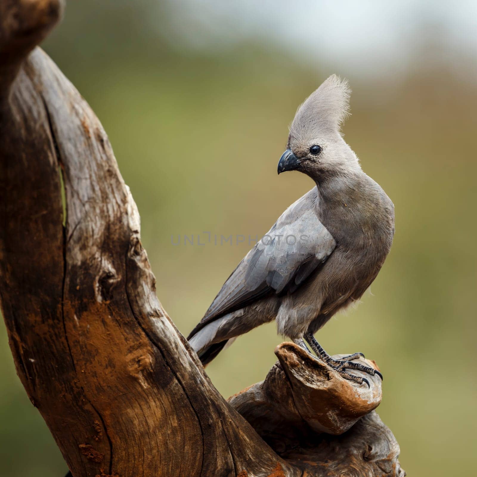 Grey go away bird standing on a log isolated in natural background in Kruger National park, South Africa ; Specie Corythaixoides concolor family of Musophagidae 