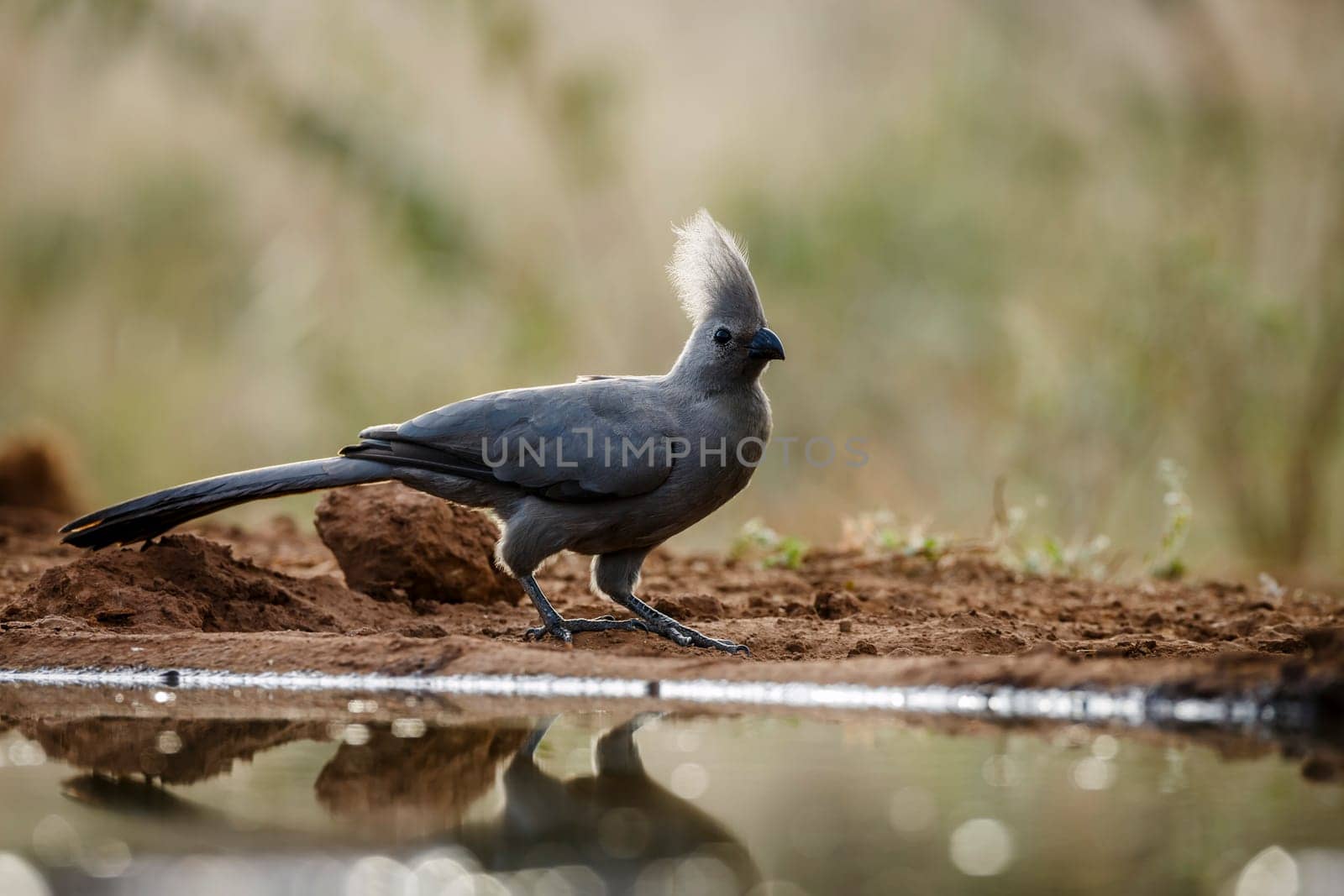 Grey go away bird standing backlit along waterhole in Kruger National park, South Africa ; Specie Corythaixoides concolor family of Musophagidae 