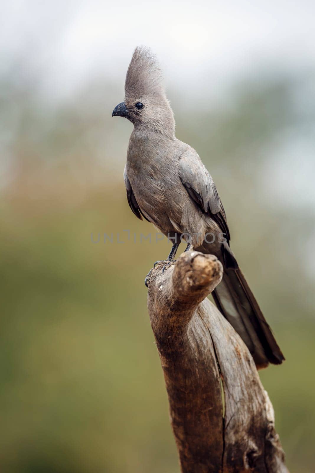 Grey go away bird standing on a log isolated in natural background in Kruger National park, South Africa ; Specie Corythaixoides concolor family of Musophagidae 