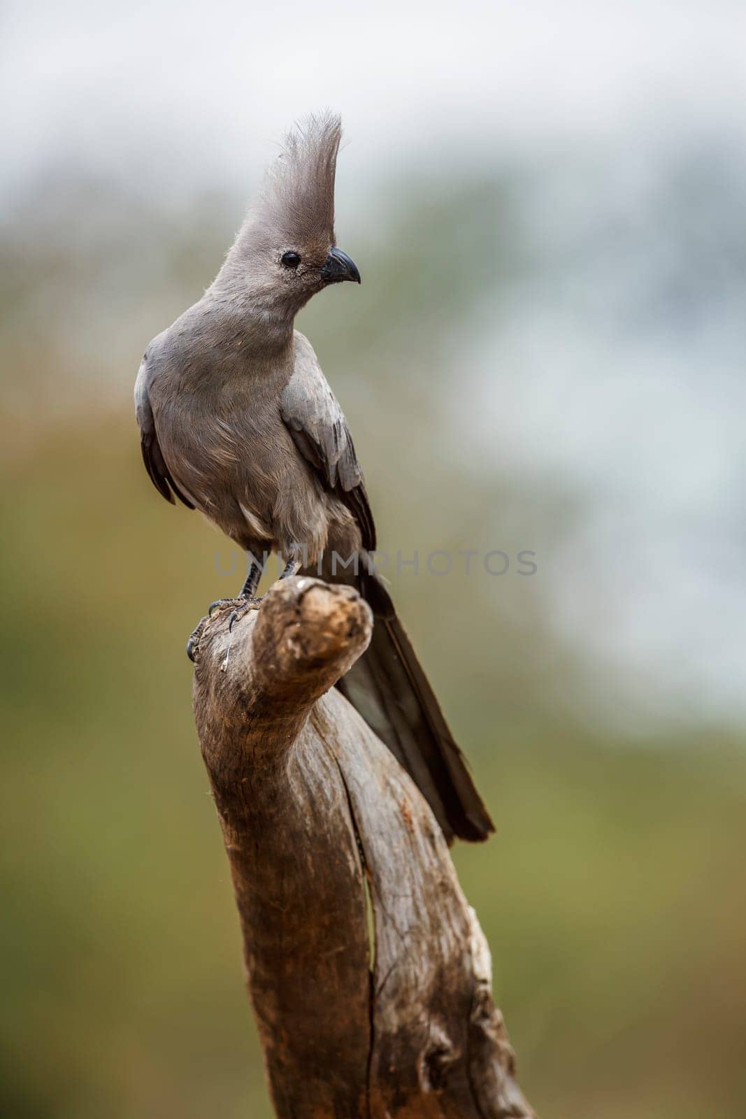 Grey go away bird standing on a log isolated in natural background in Kruger National park, South Africa ; Specie Corythaixoides concolor family of Musophagidae 
