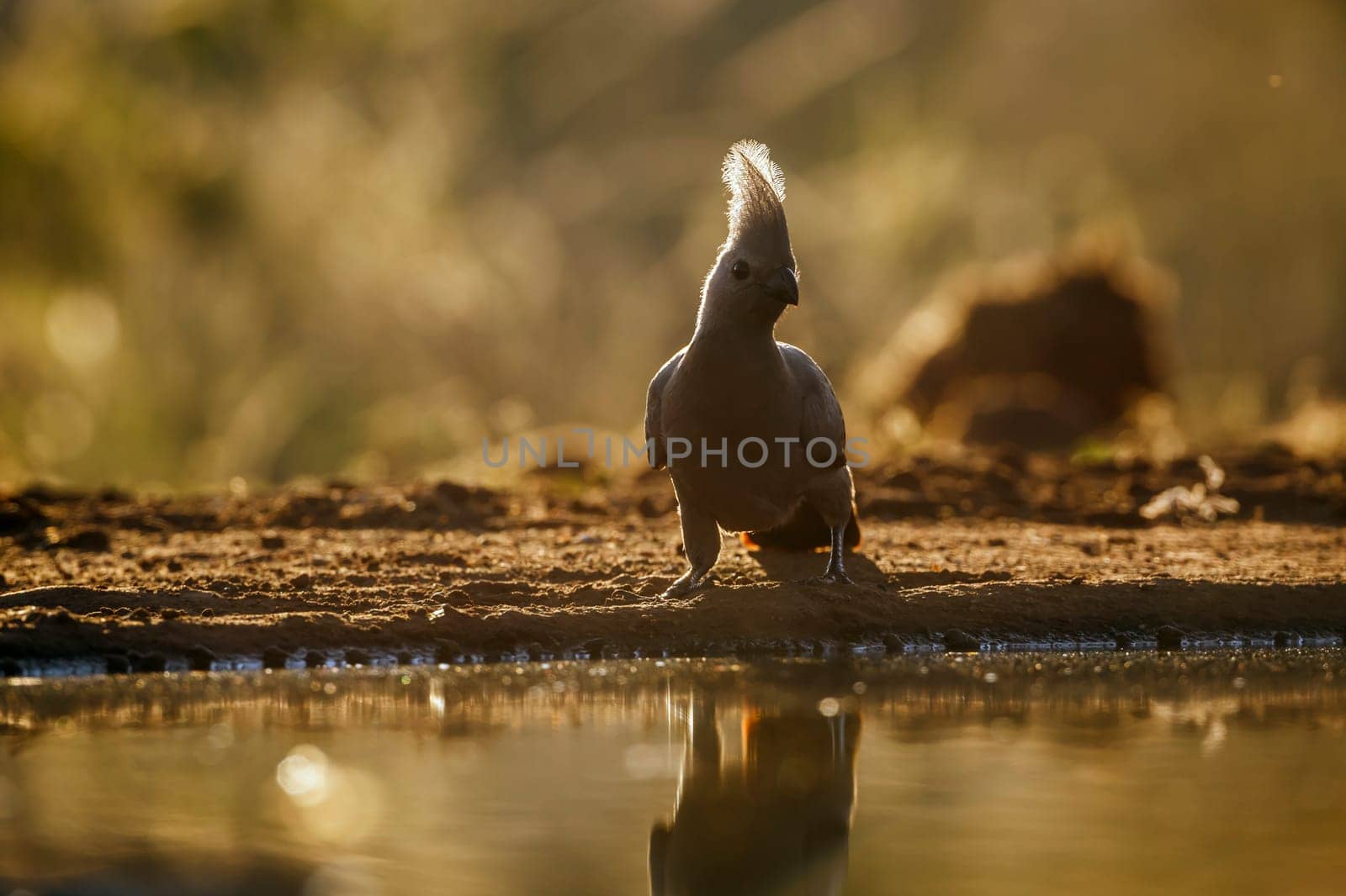Grey go away bird standing backlit front view along waterhole in Kruger National park, South Africa ; Specie Corythaixoides concolor family of Musophagidae 