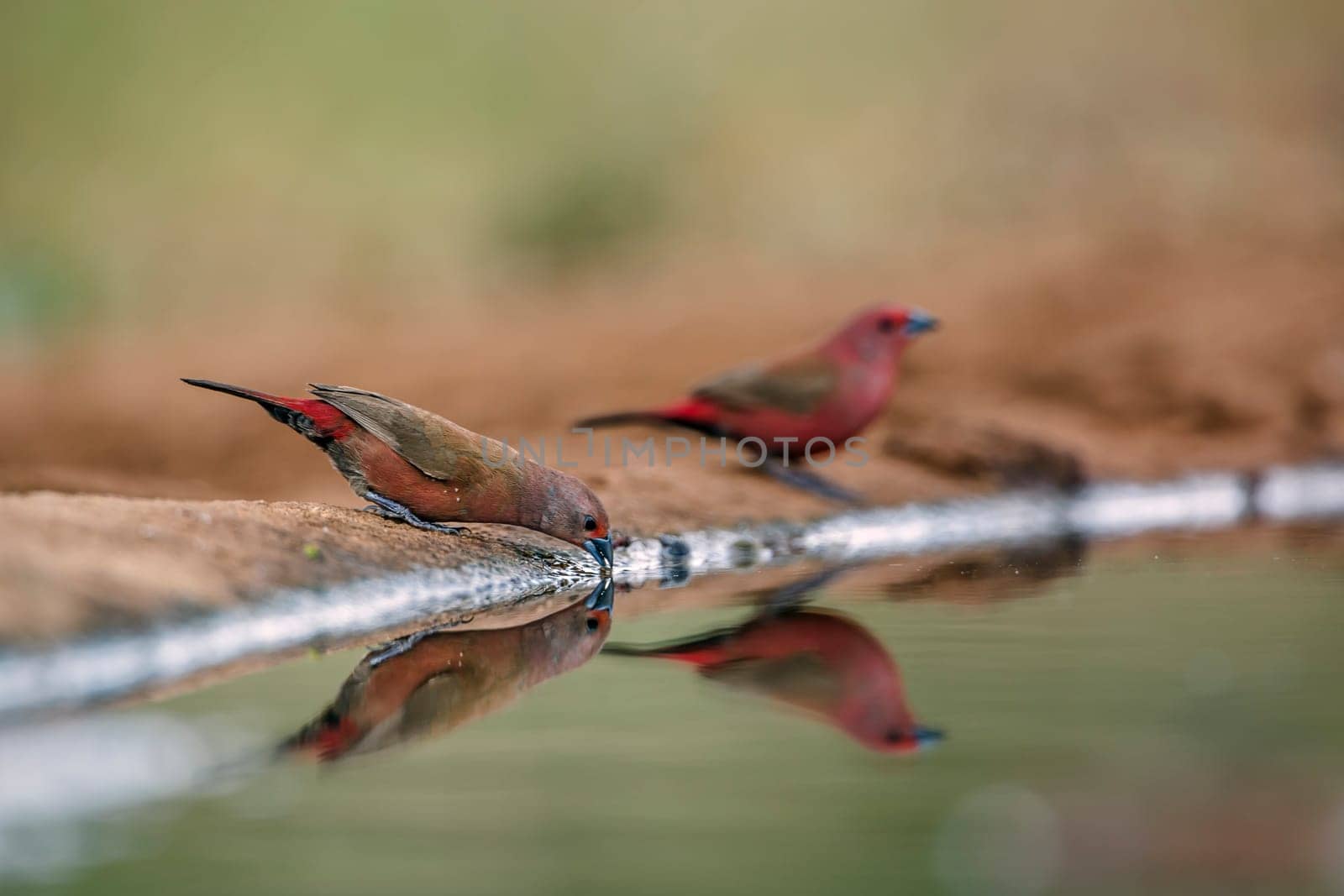 Jameson Firefinch couple standing along waterhole with reflection in Greater Kruger National park, South Africa ; Specie Lagonosticta rhodopareia family of Estrildidae