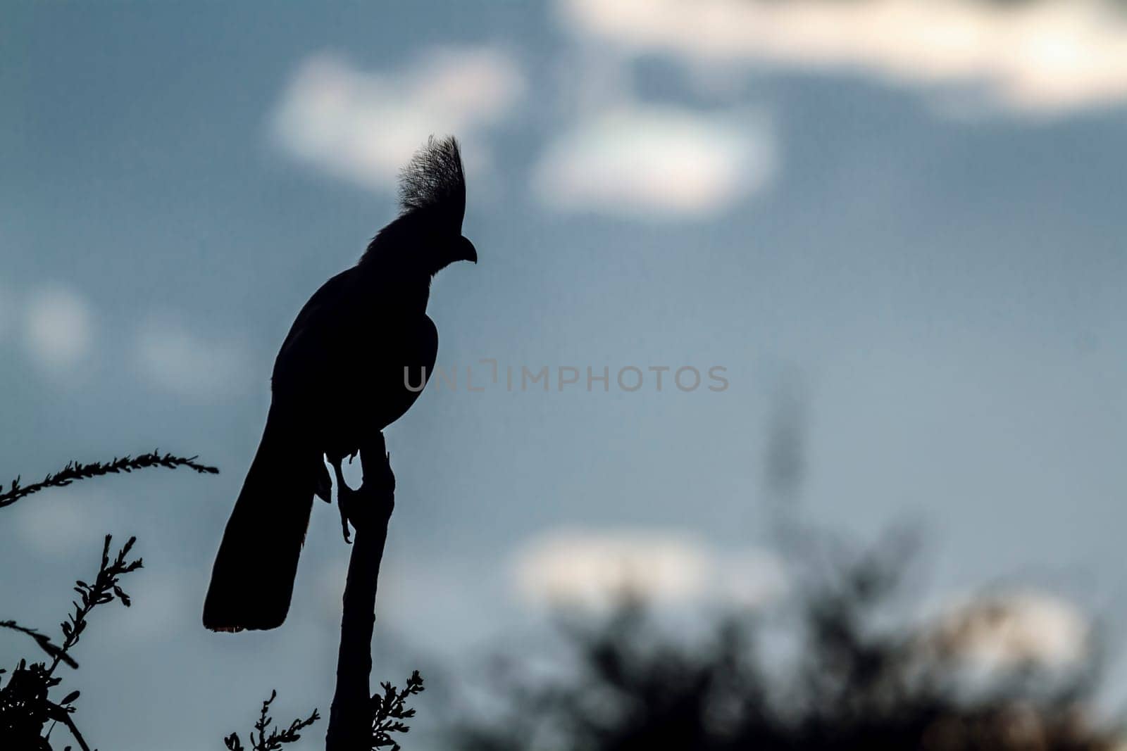 Grey go away bird silhouette isolated in cloudy sky in Kruger National park, South Africa ; Specie Corythaixoides concolor family of Musophagidae 