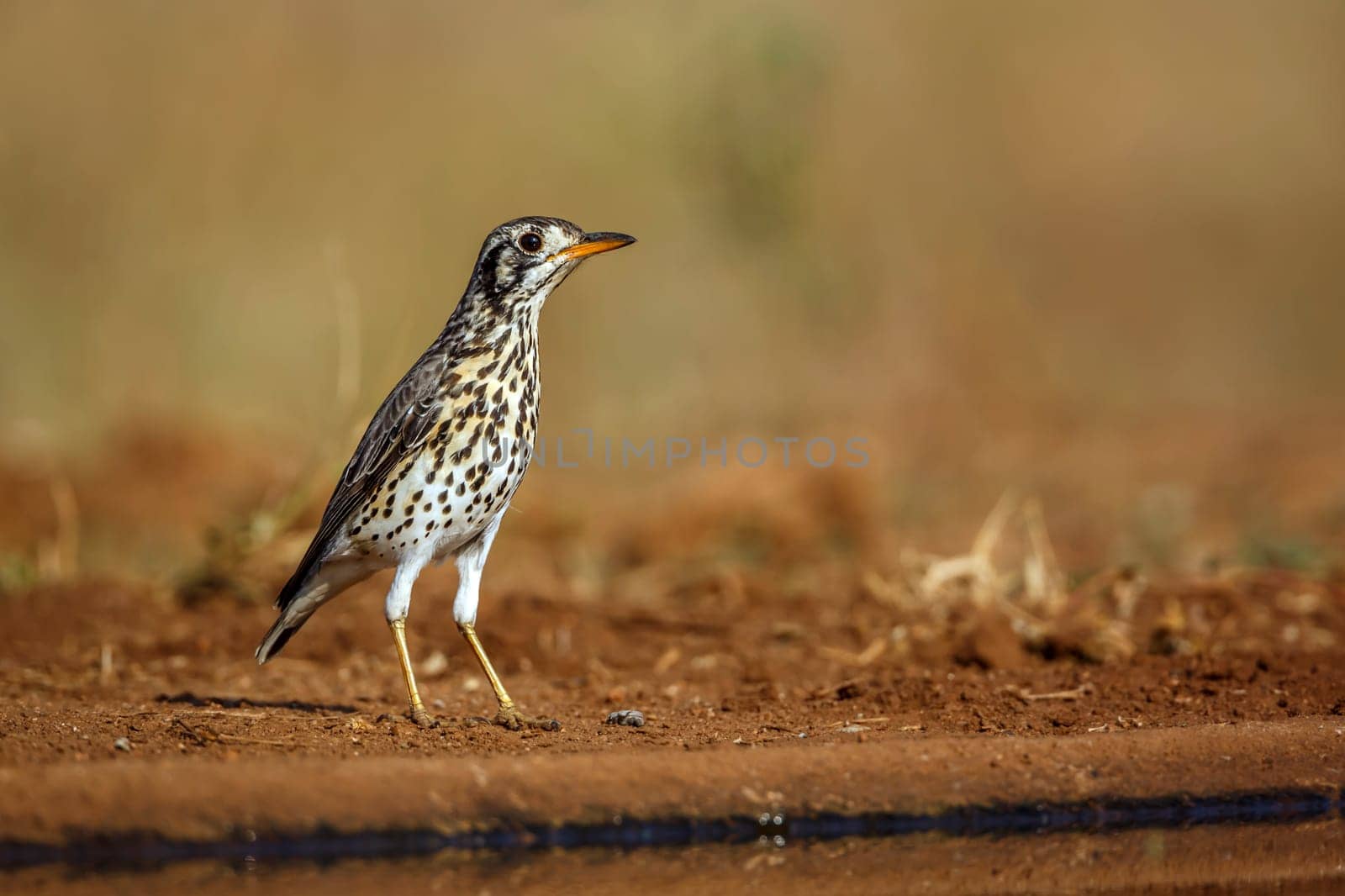 Groundscraper Thrush ground level along waterhole in Kruger National park, South Africa ; Specie Turdus litsitsirupa family of  Turdidae