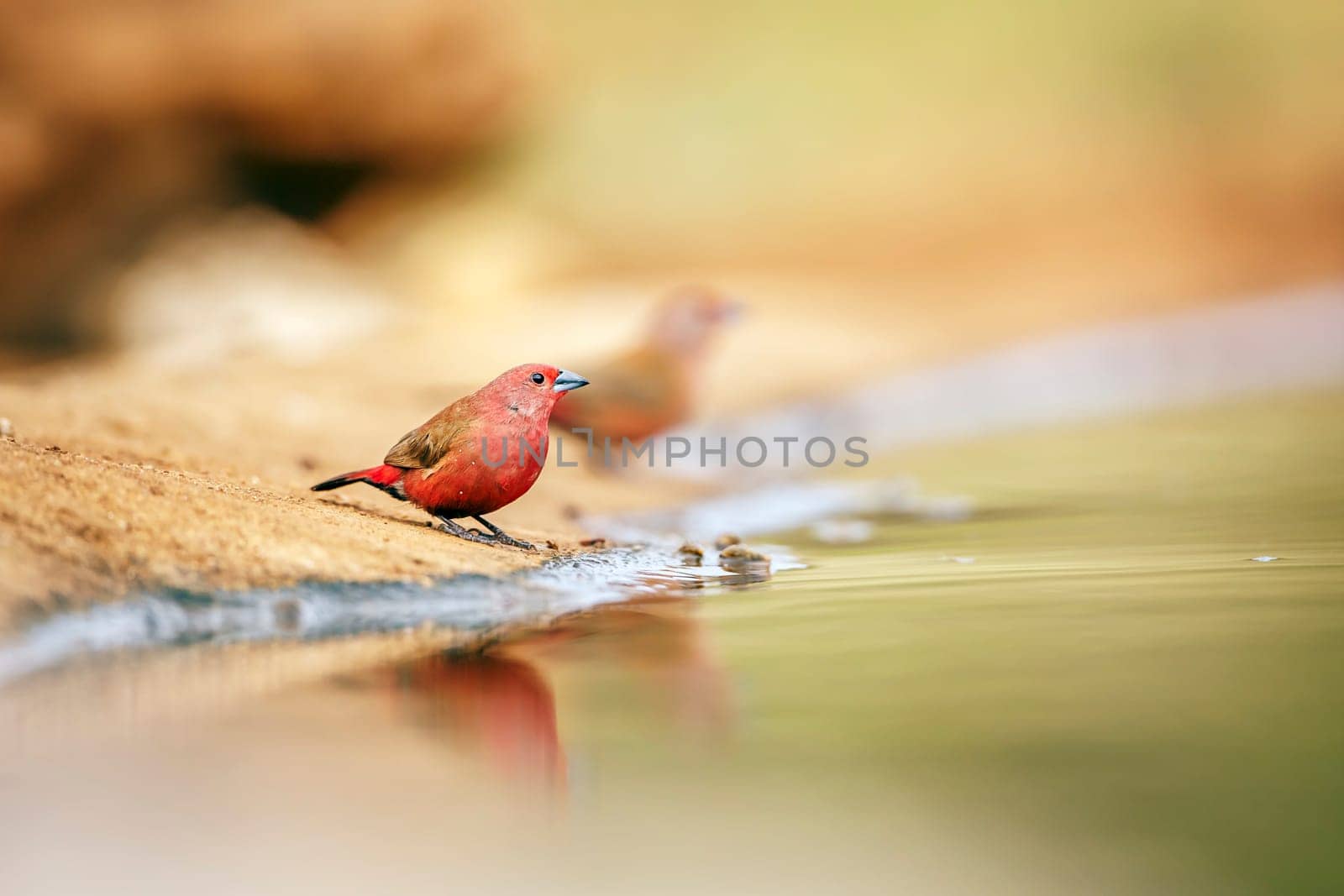 Jameson Firefinch couple standing along waterhole in Greater Kruger National park, South Africa ; Specie Lagonosticta rhodopareia family of Estrildidae