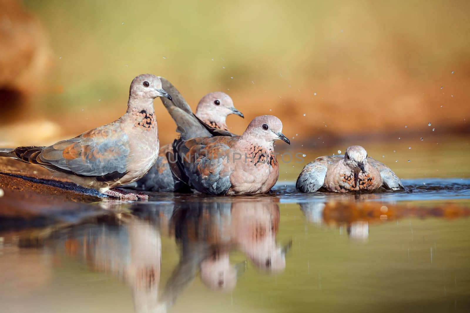 Small group of Laughing Dove bathing in waterhole in Greater Kruger National park, South Africa ; Specie Streptopelia senegalensis family of Columbidae