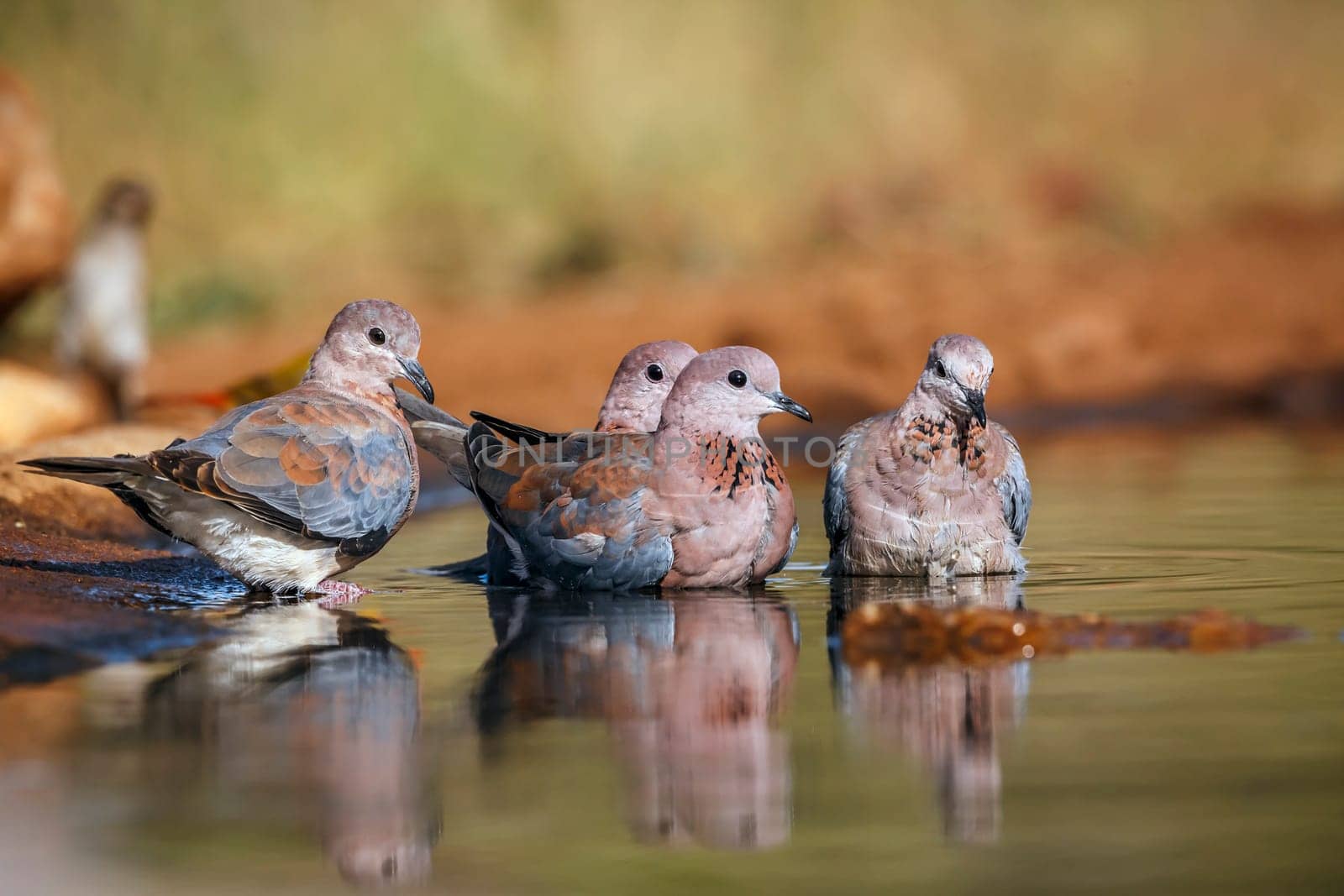 Small group of Laughing Dove bathing in waterhole in Greater Kruger National park, South Africa ; Specie Streptopelia senegalensis family of Columbidae